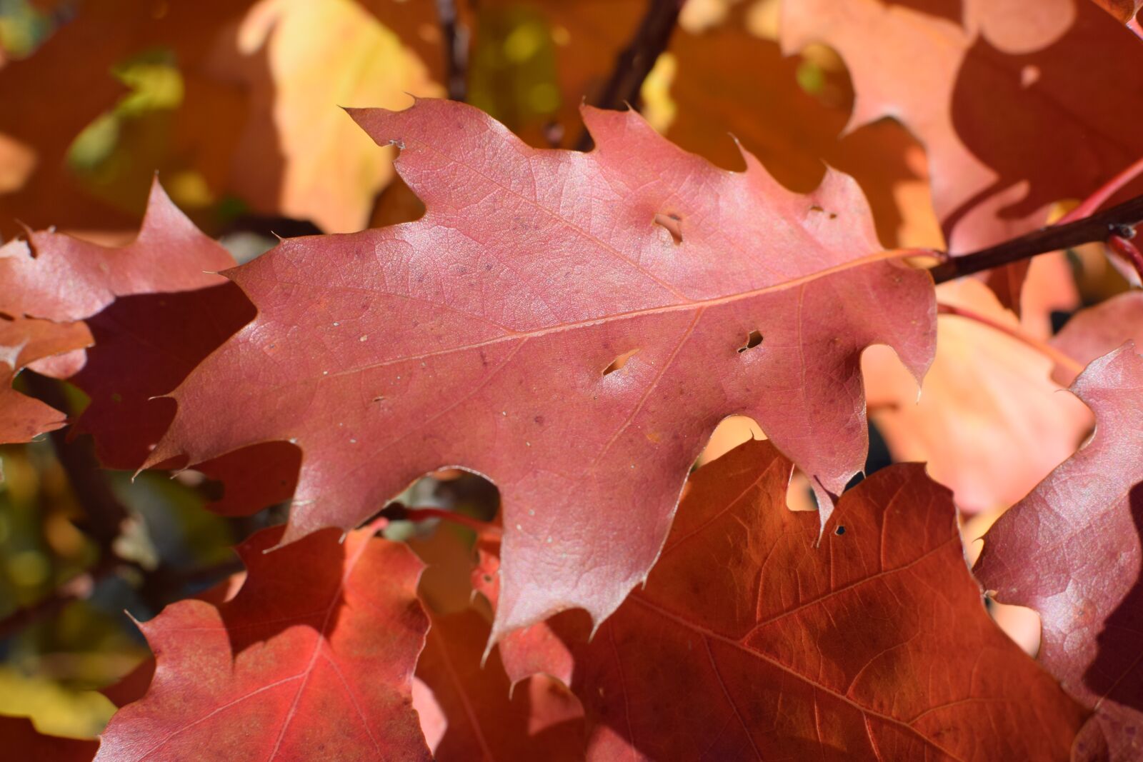 Nikon D5300 sample photo. Oak, autumn, red photography