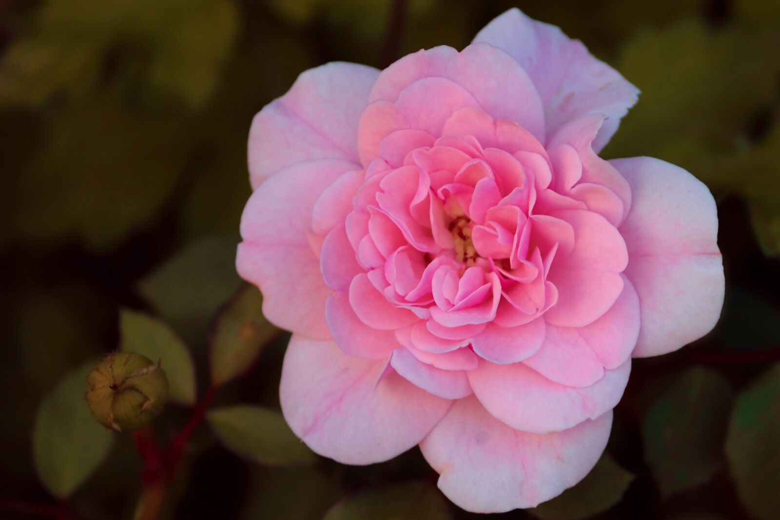 Canon EF-S 55-250mm F4-5.6 IS II sample photo. Flower, rose, wild rose photography