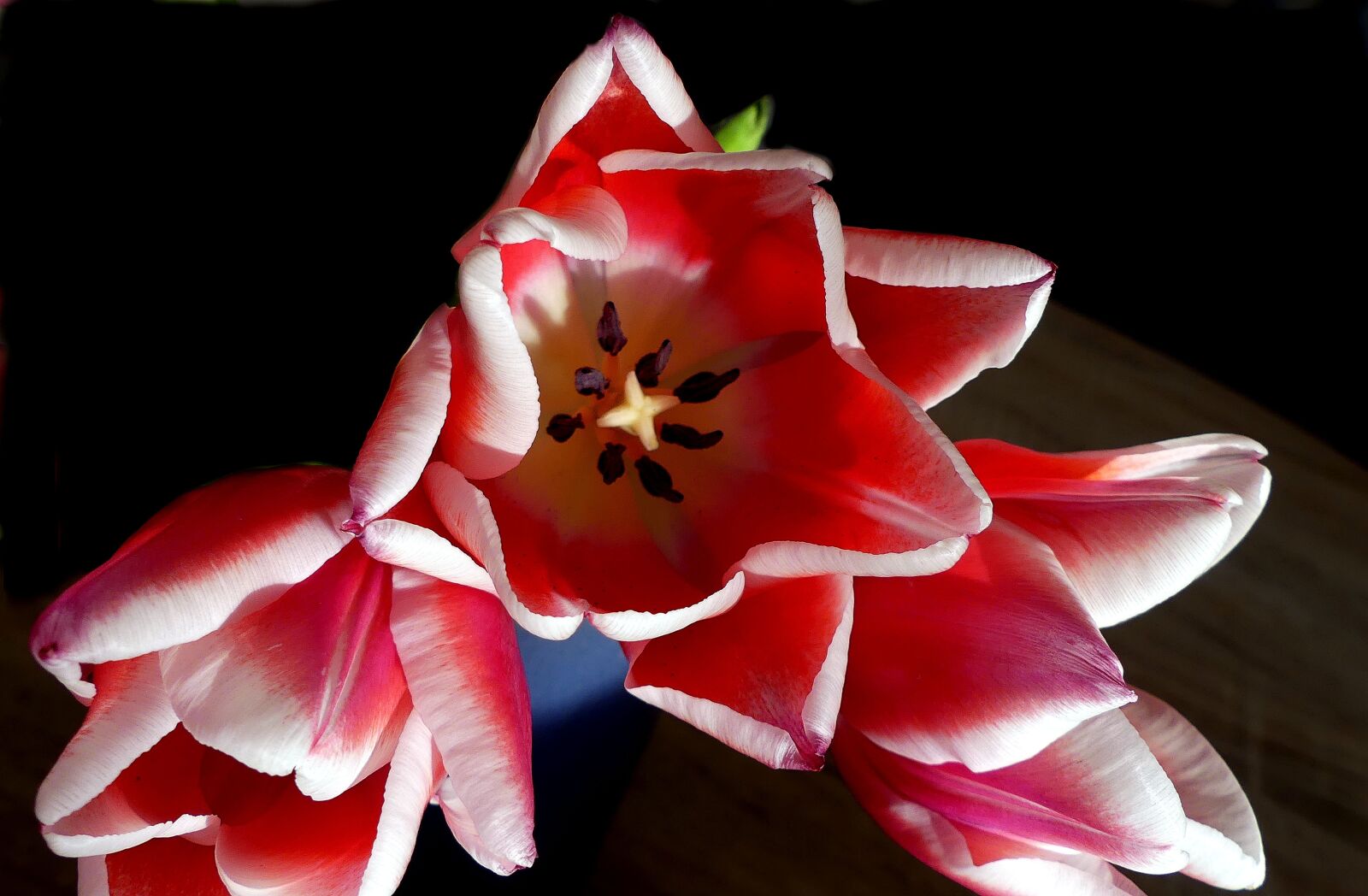 Panasonic Lumix DMC-FZ300 sample photo. Tulip, open, petals photography