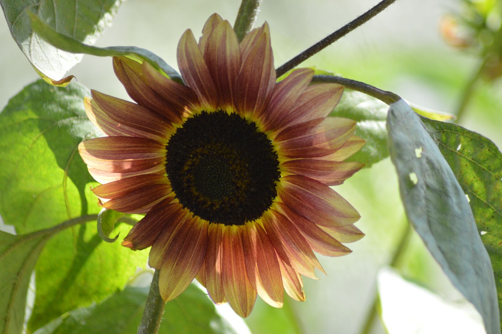 Nikon D3200 sample photo. Flower, sunflower, light photography