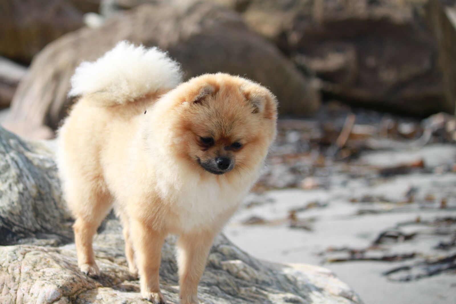 Canon EOS 500D (EOS Rebel T1i / EOS Kiss X3) sample photo. Pomeranian, spitz miniature, pet photography