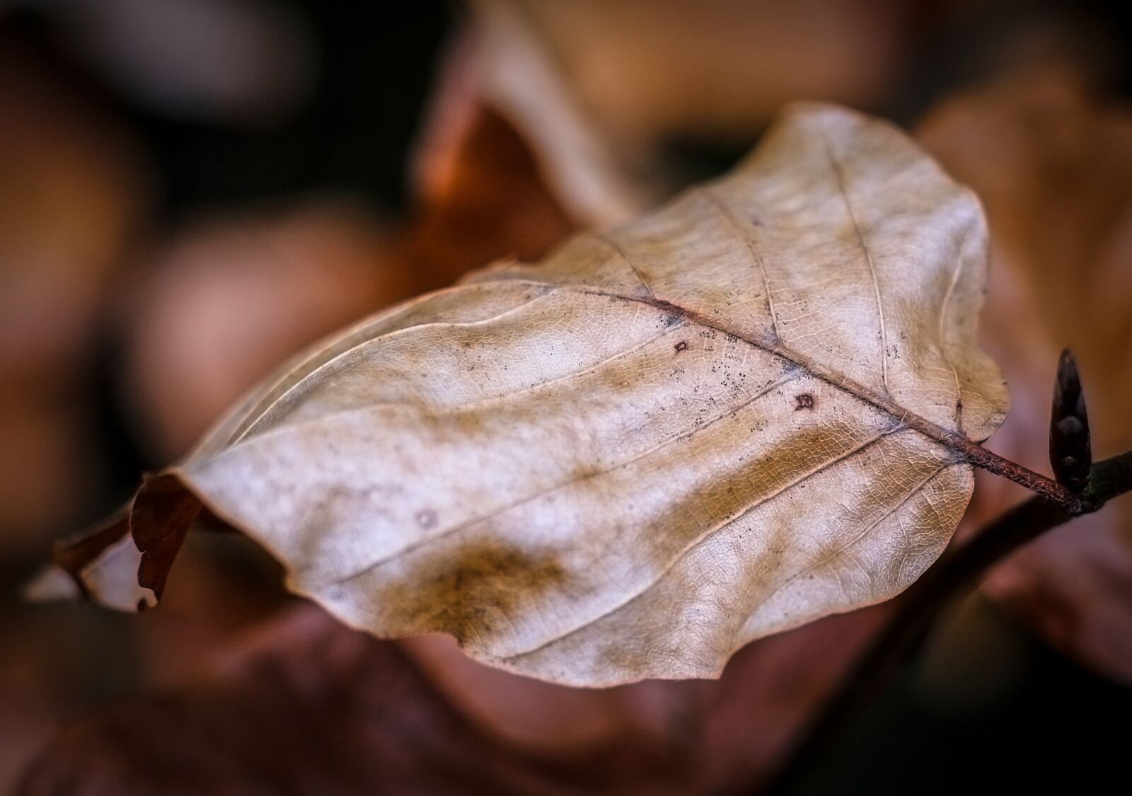 Fujifilm X-T2 + Fujifilm XF 56mm F1.2 R sample photo. Leaf, autumn, nature photography