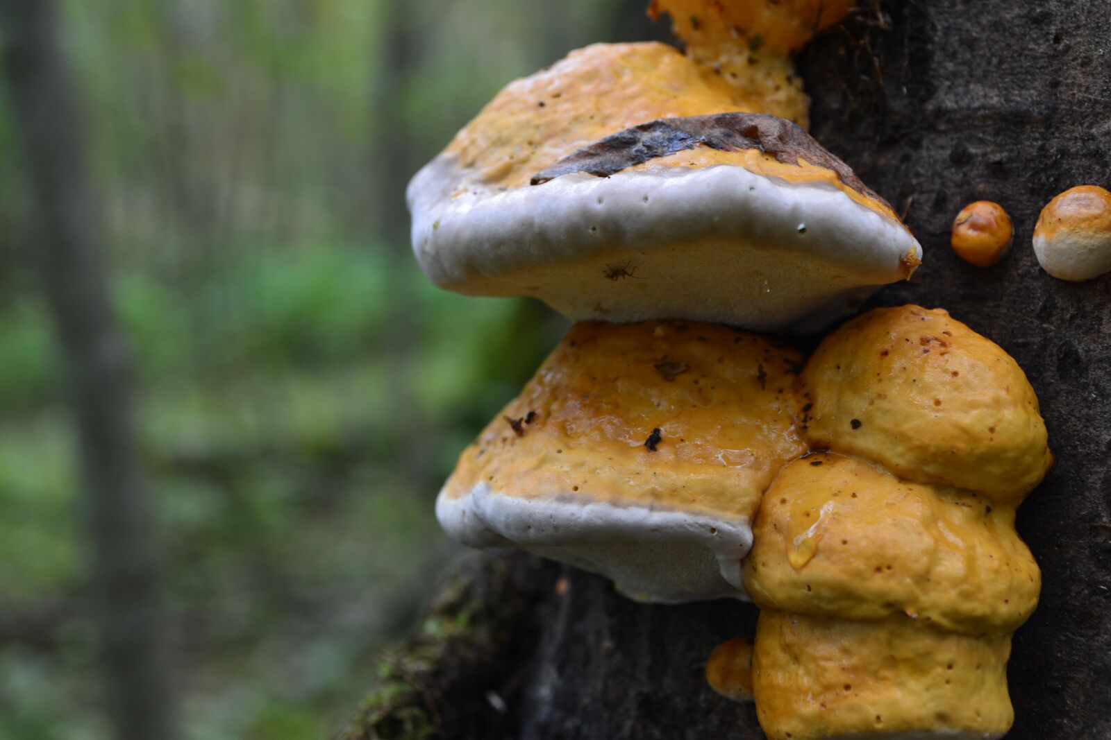 Nikon D3100 sample photo. Forest, mushrooms, autumn photography