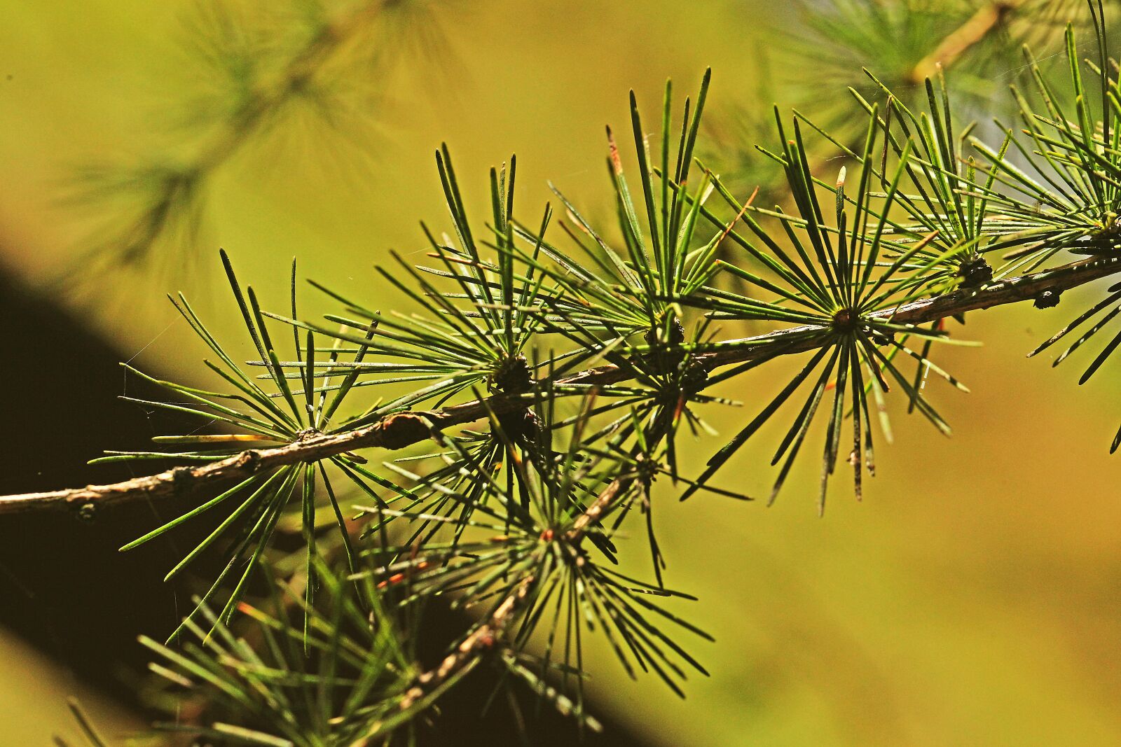 Canon EOS 5D Mark II sample photo. Larch, needles, tree photography