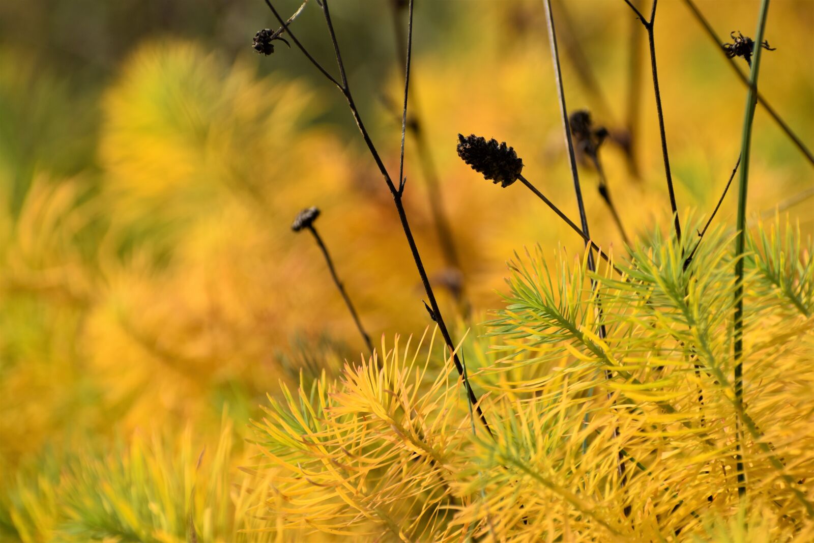 Nikon D3500 sample photo. Yellow, foliage, plants photography
