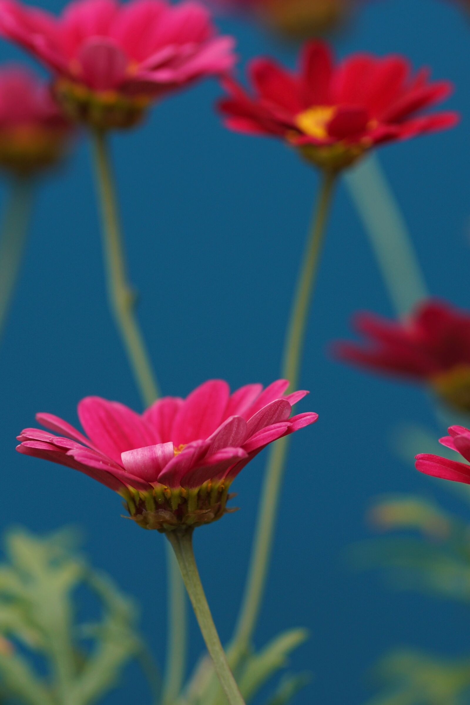 Sony SLT-A68 sample photo. Margarite, pink, flower garden photography