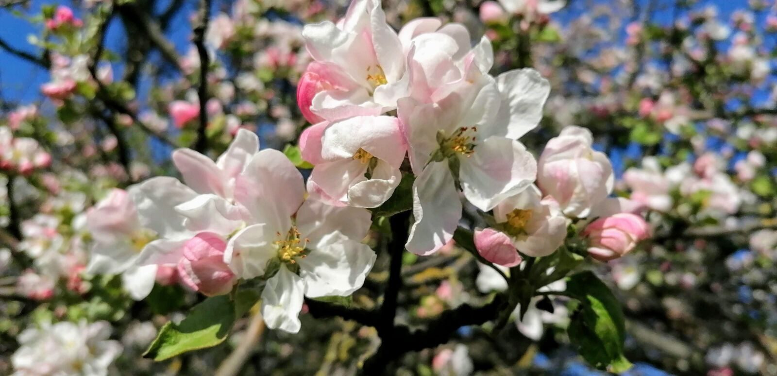 HUAWEI P30 LITE sample photo. Pavasara, ābeles, koka photography