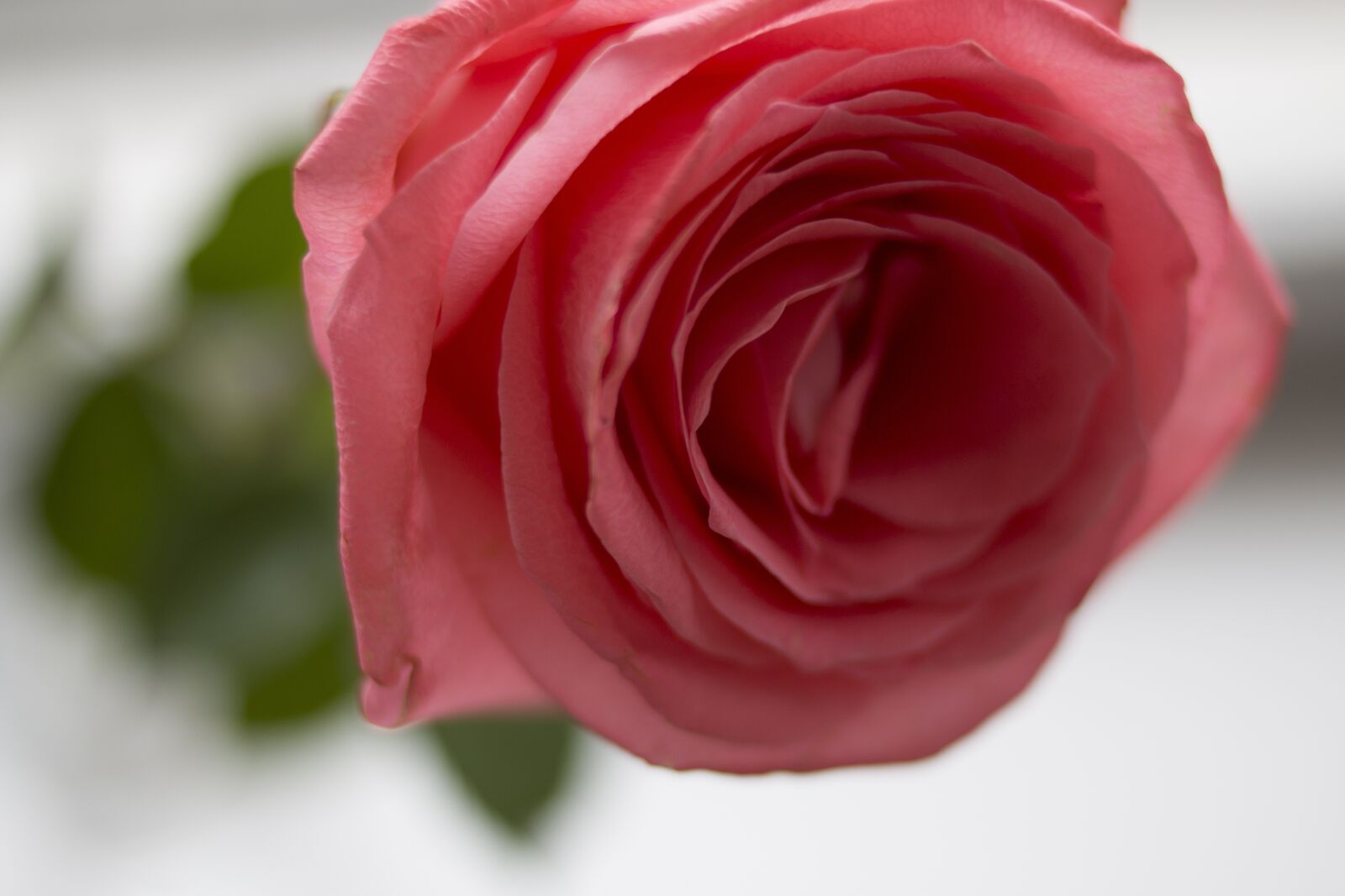 Canon EOS 70D + Canon EF 35mm F2 sample photo. Rose, pink, macro photography