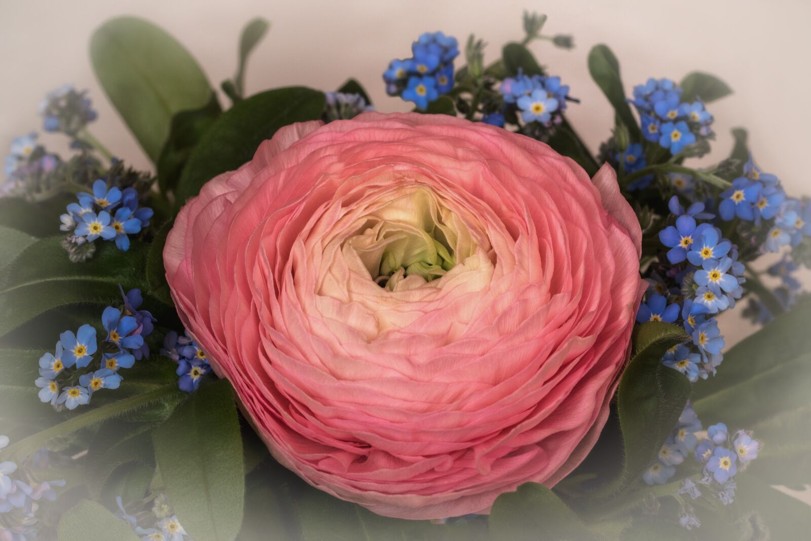 Canon EOS 7D Mark II sample photo. Nature, flowers, spring photography