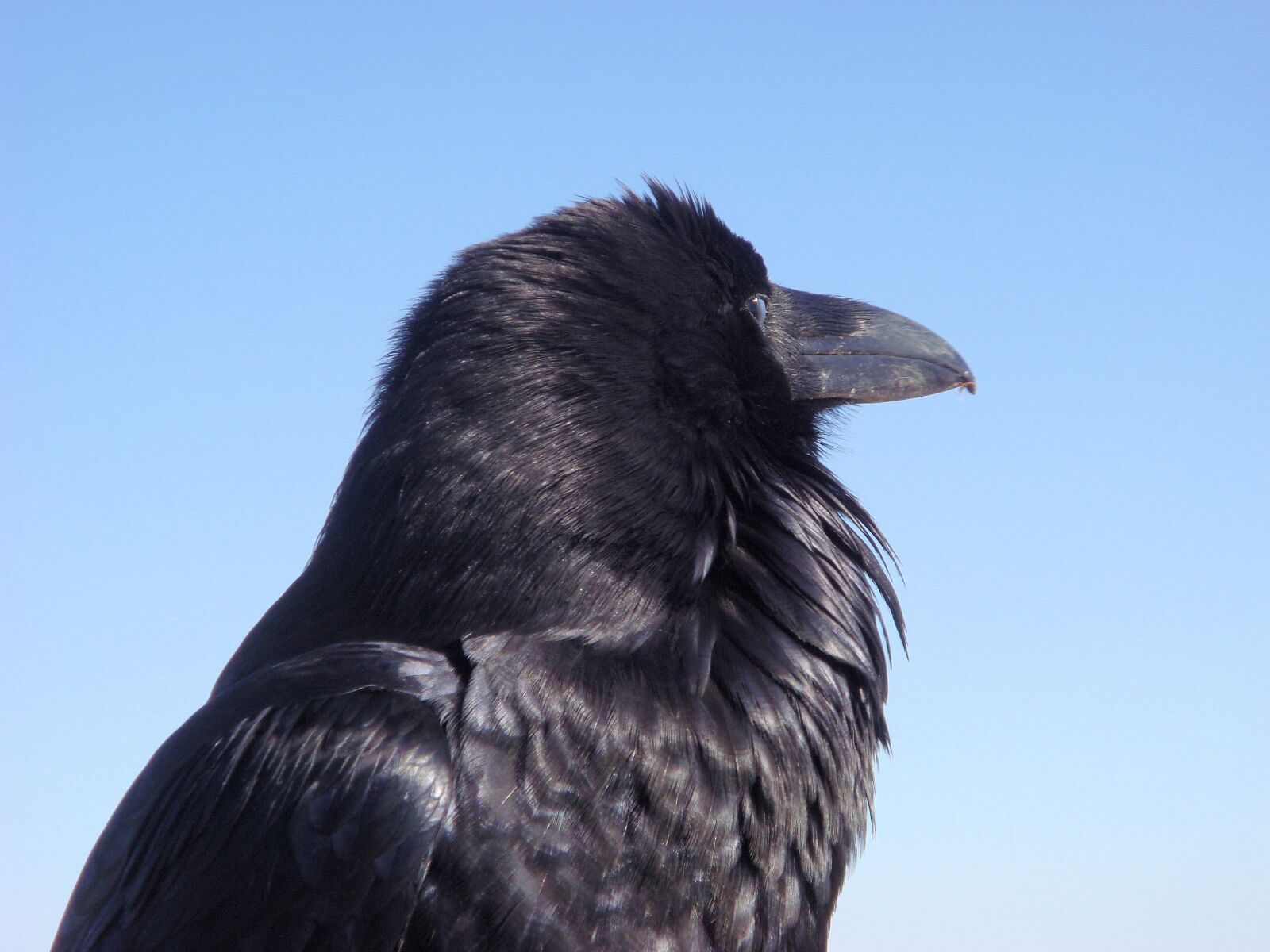 Sony DSC-T100 sample photo. Crow, raven, bird photography