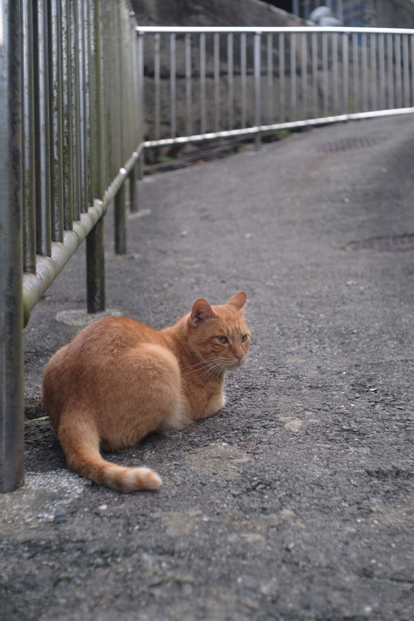 Fujifilm X-T2 sample photo. Xinbei, monkey cave, cat photography