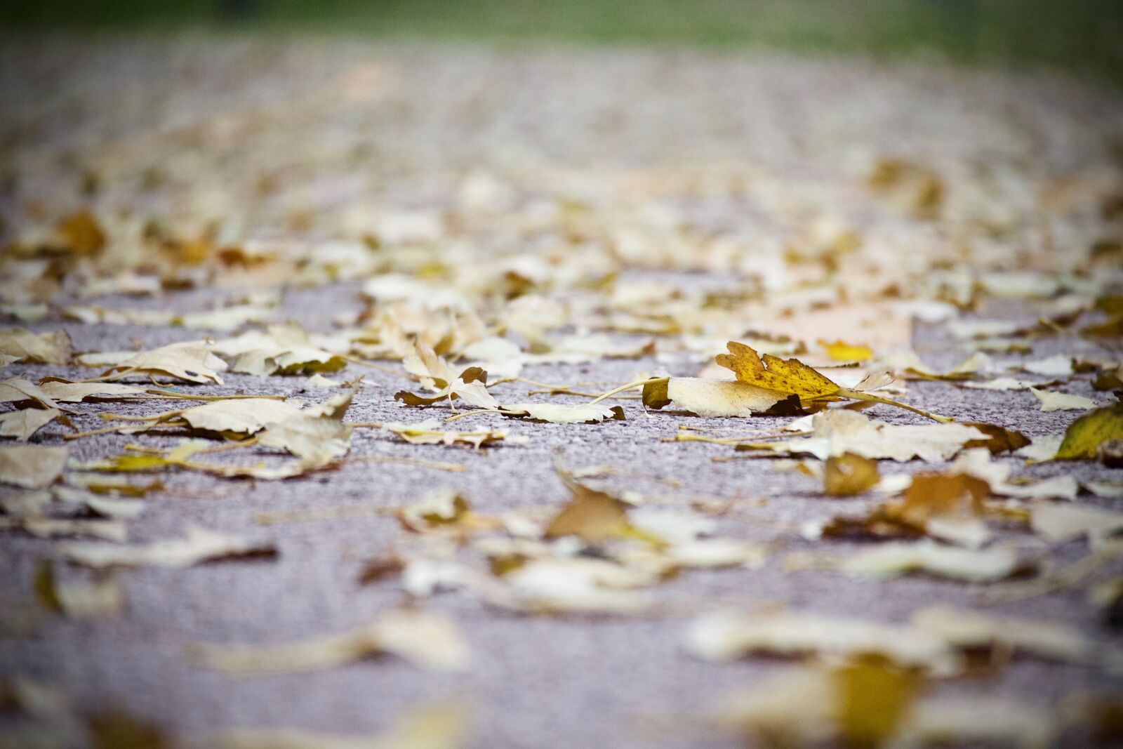 Canon EOS M sample photo. Leaves, carpet of leaves photography