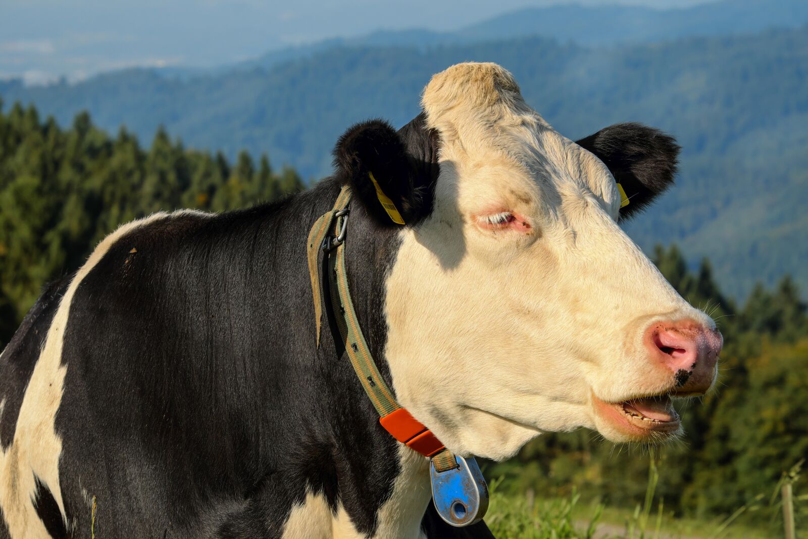 Fujifilm XF 55-200mm F3.5-4.8 R LM OIS sample photo. Cow, black and white photography