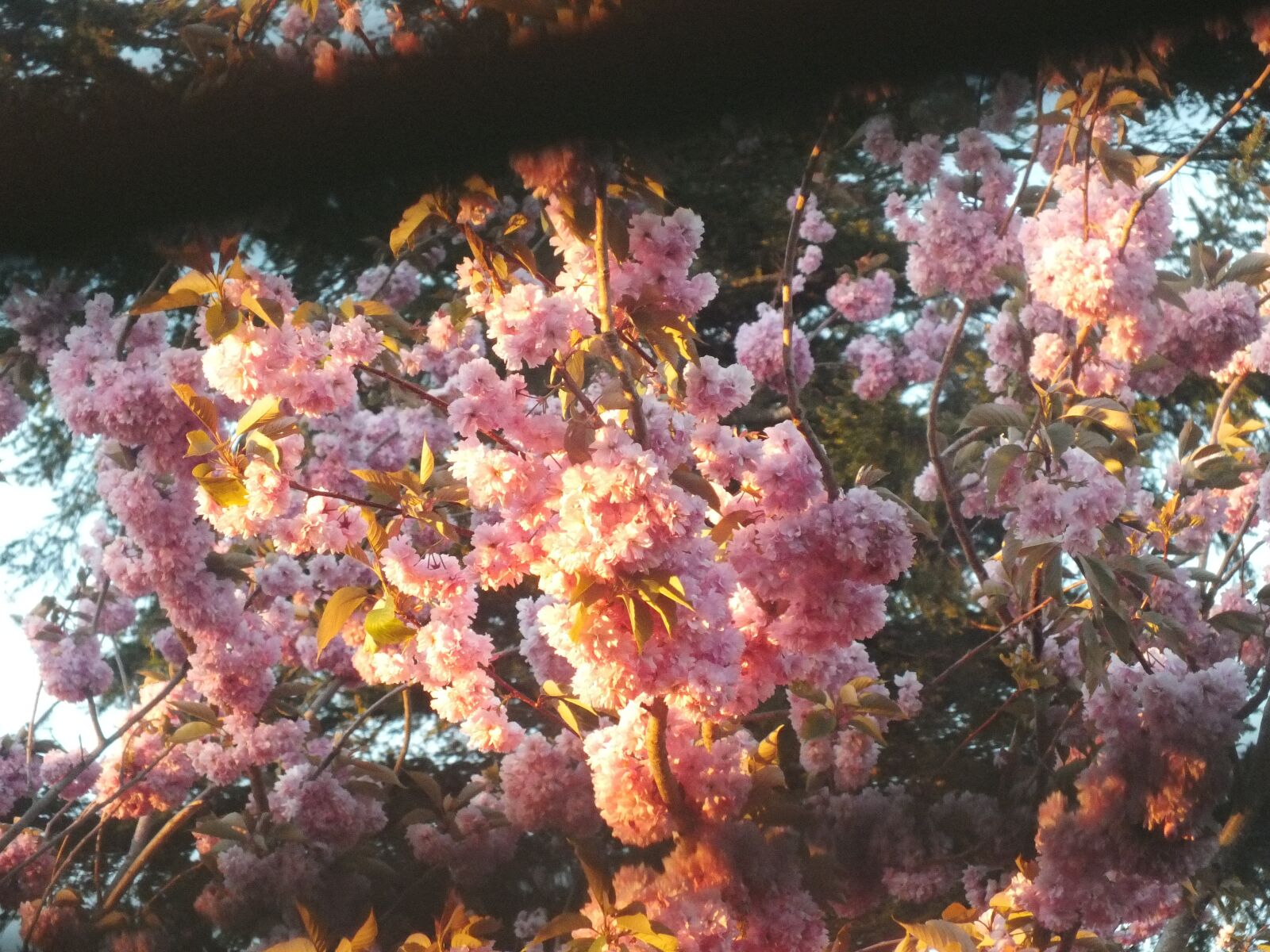 Fujifilm FinePix HS30EXR sample photo. Pink, ornamental tree, branch photography