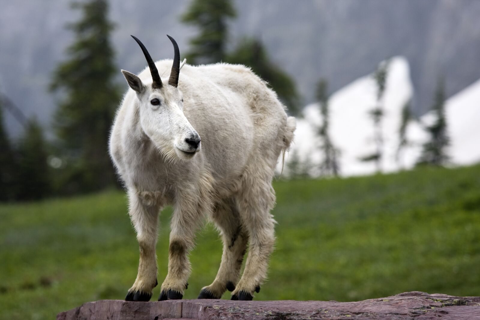 Canon EOS 40D sample photo. Nature, mammal, animal photography