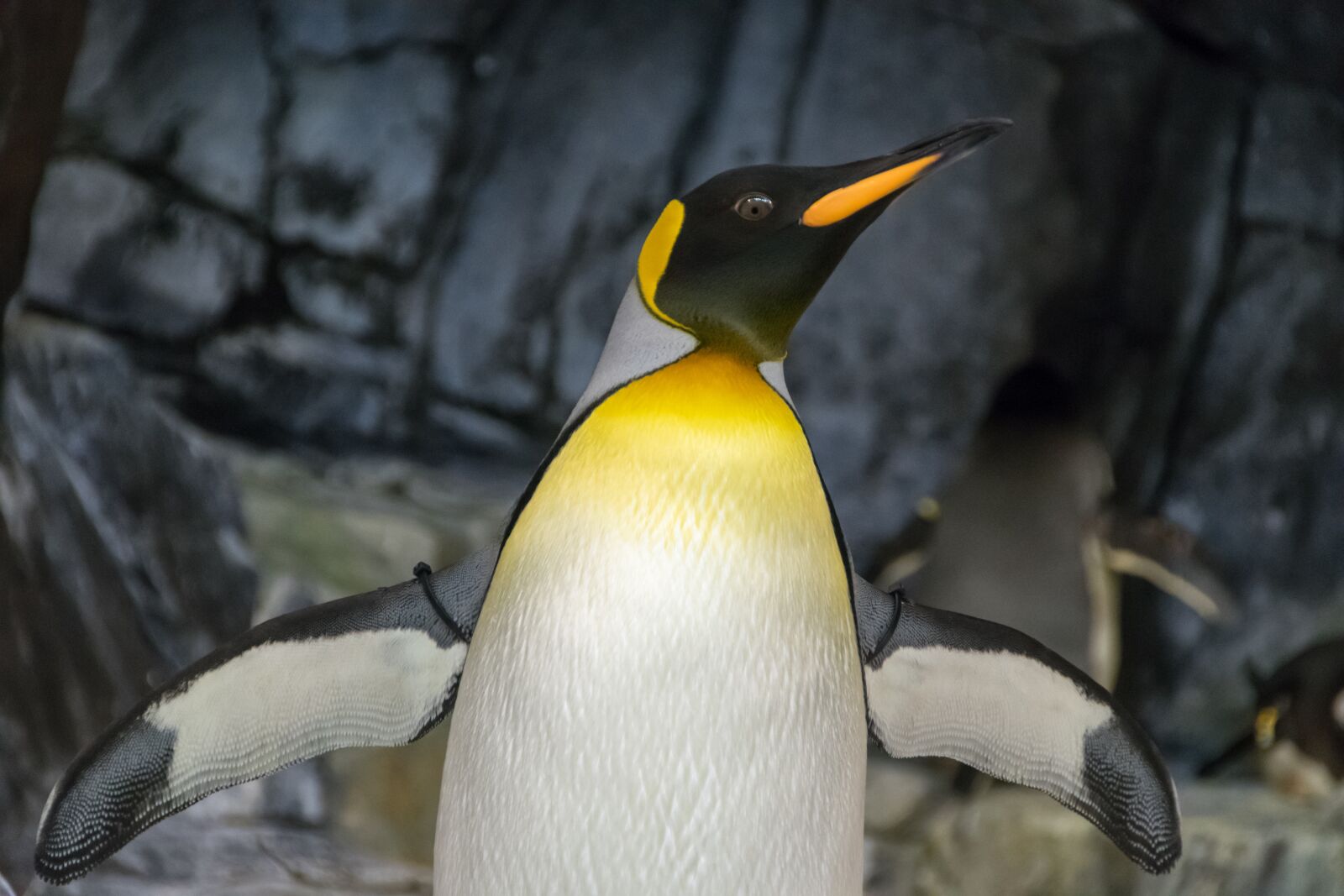 Nikon D3300 sample photo. Emperor, penguin, with, wings photography