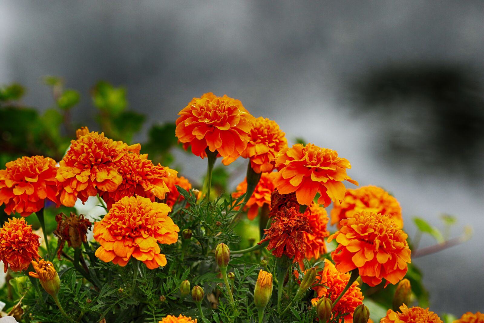 Canon EOS 7D Mark II sample photo. Orange, blossom, flower photography