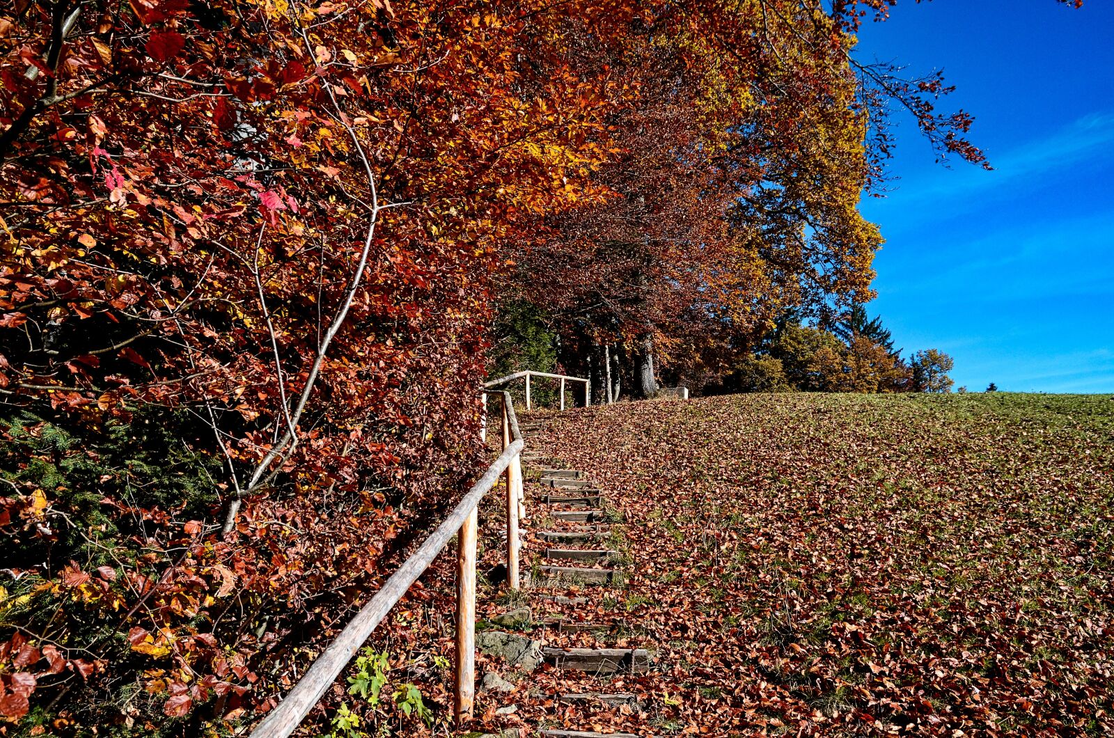 Nikon D7000 sample photo. Autumn, staircase, nature photography