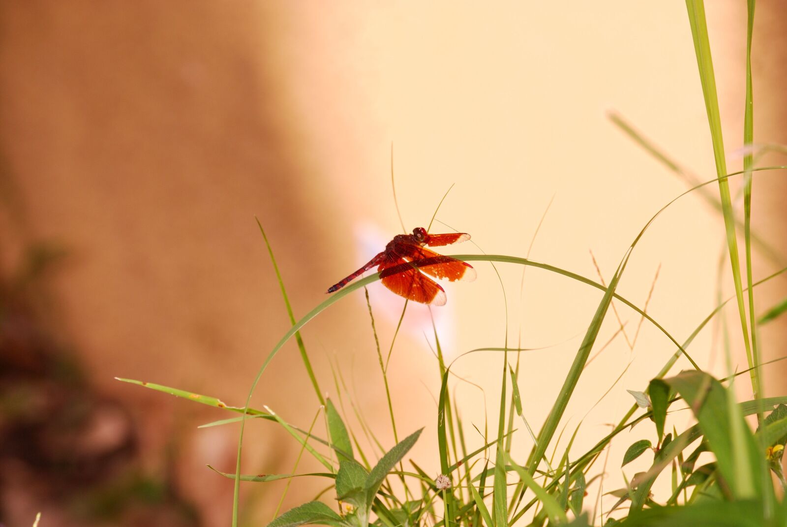 Nikon D60 sample photo. Nature, insect, green photography