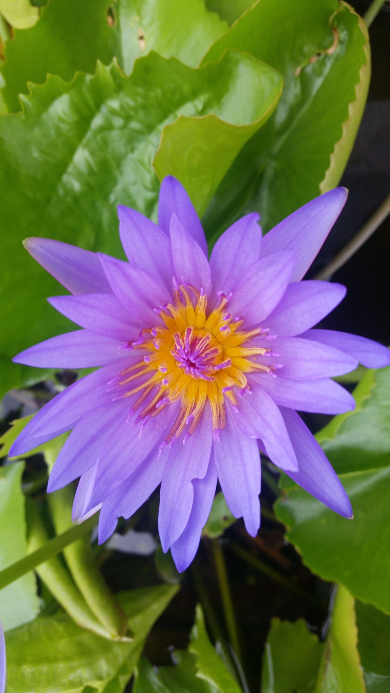 Samsung Galaxy S5 sample photo. Purple lotus, lotus, lotus photography