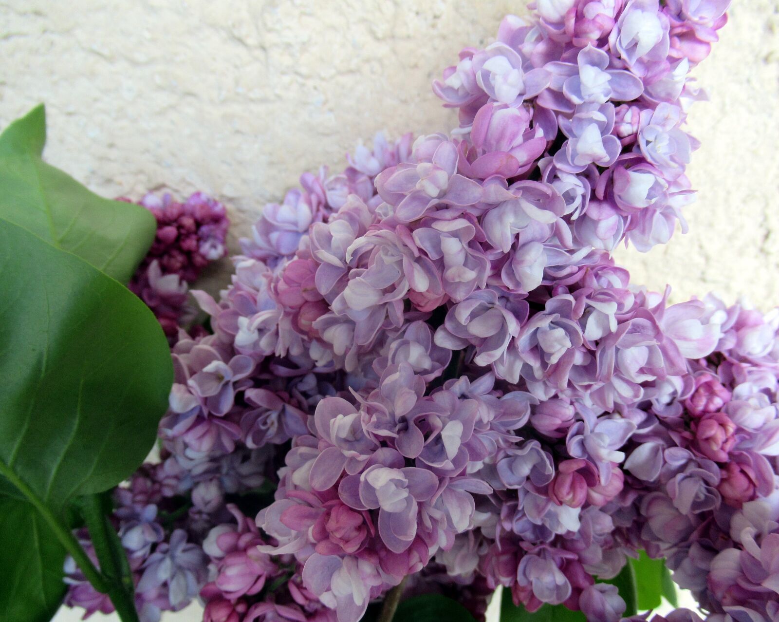 Canon PowerShot SX620 HS sample photo. Flower, plant, organ photography
