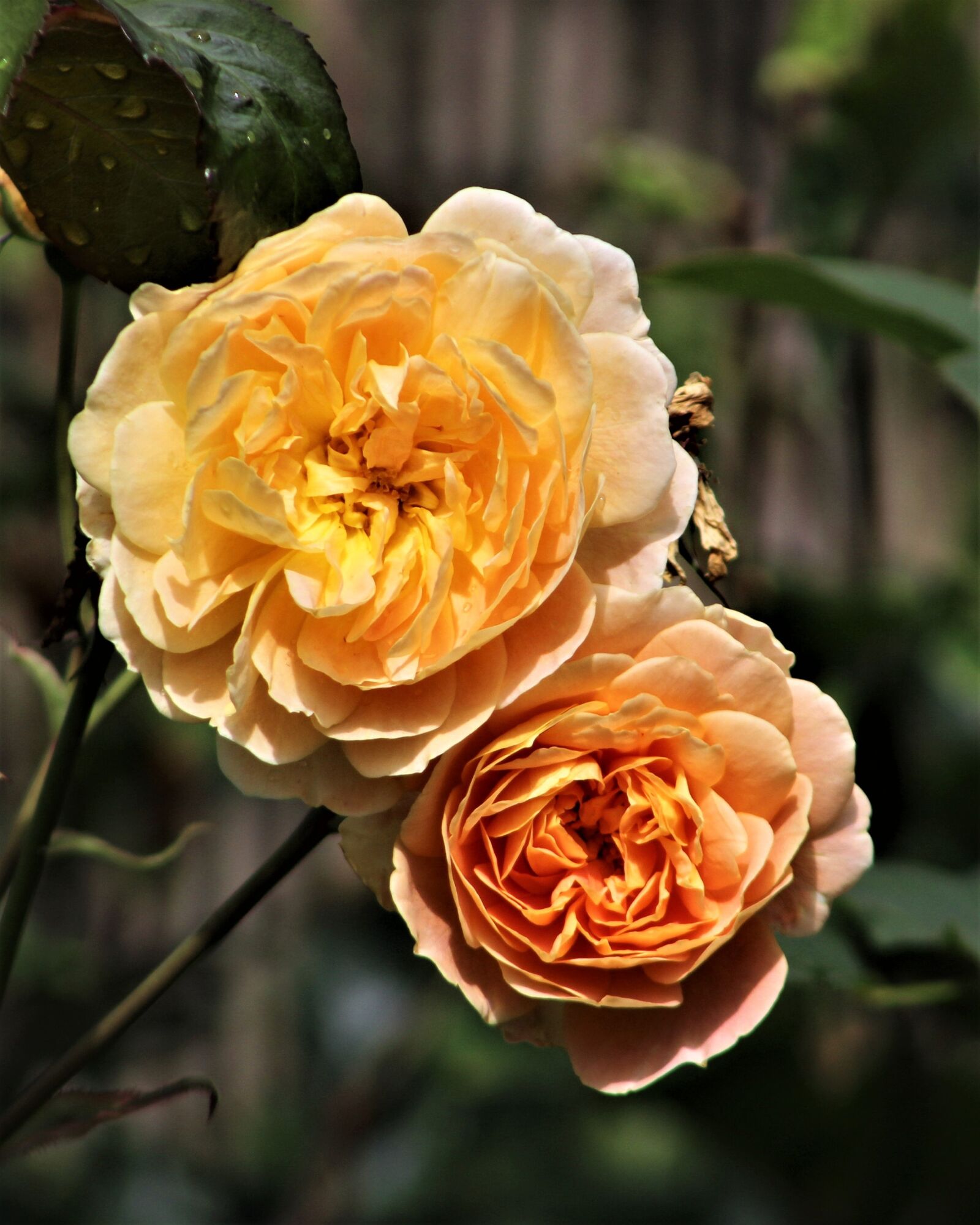 Canon EOS 1300D (EOS Rebel T6 / EOS Kiss X80) sample photo. Flower, rose, flora photography