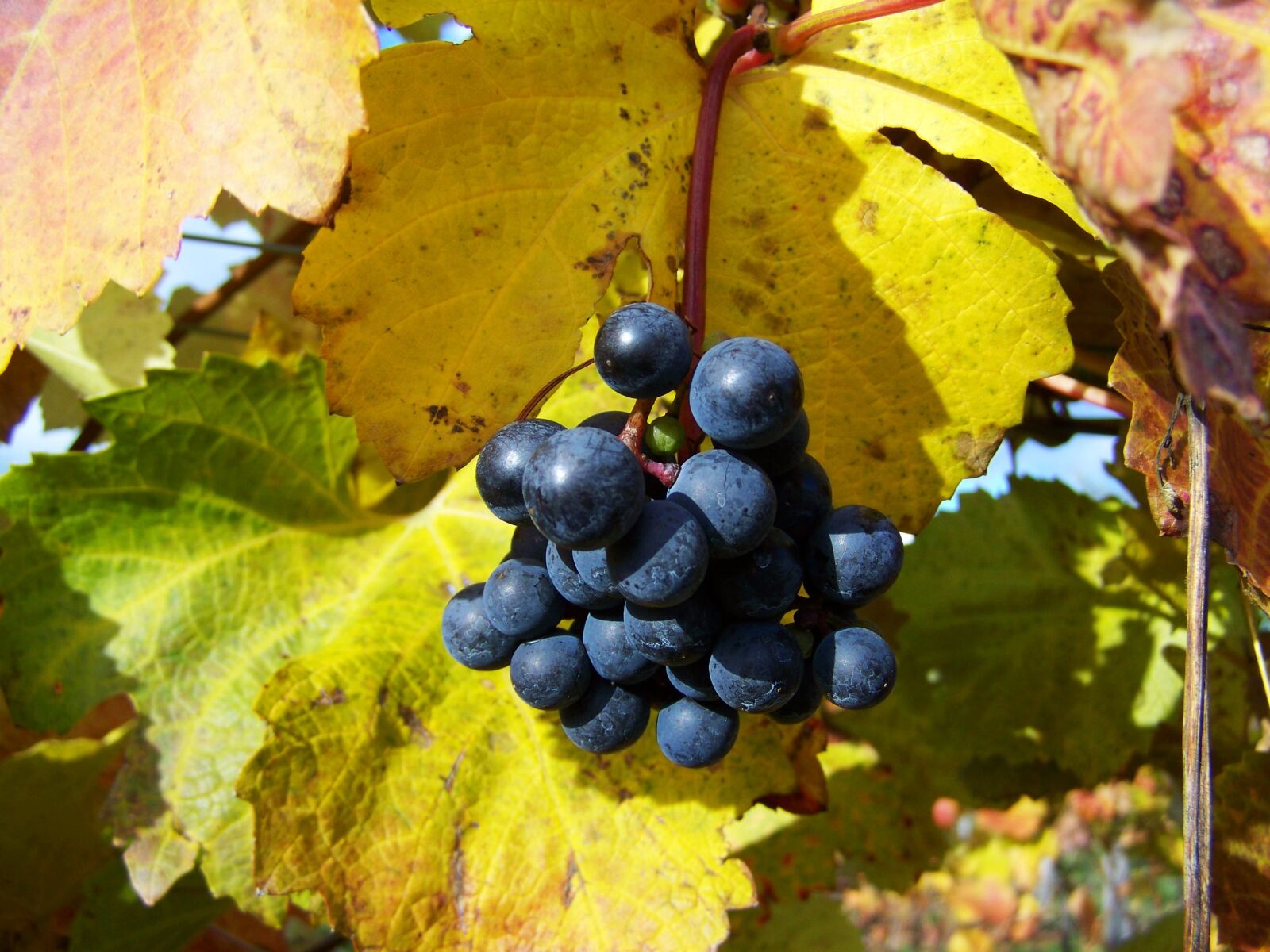 Kodak EASYSHARE ZD710 ZOOM DIGITAL CAMERA sample photo. Red grapes, ripe fruit photography