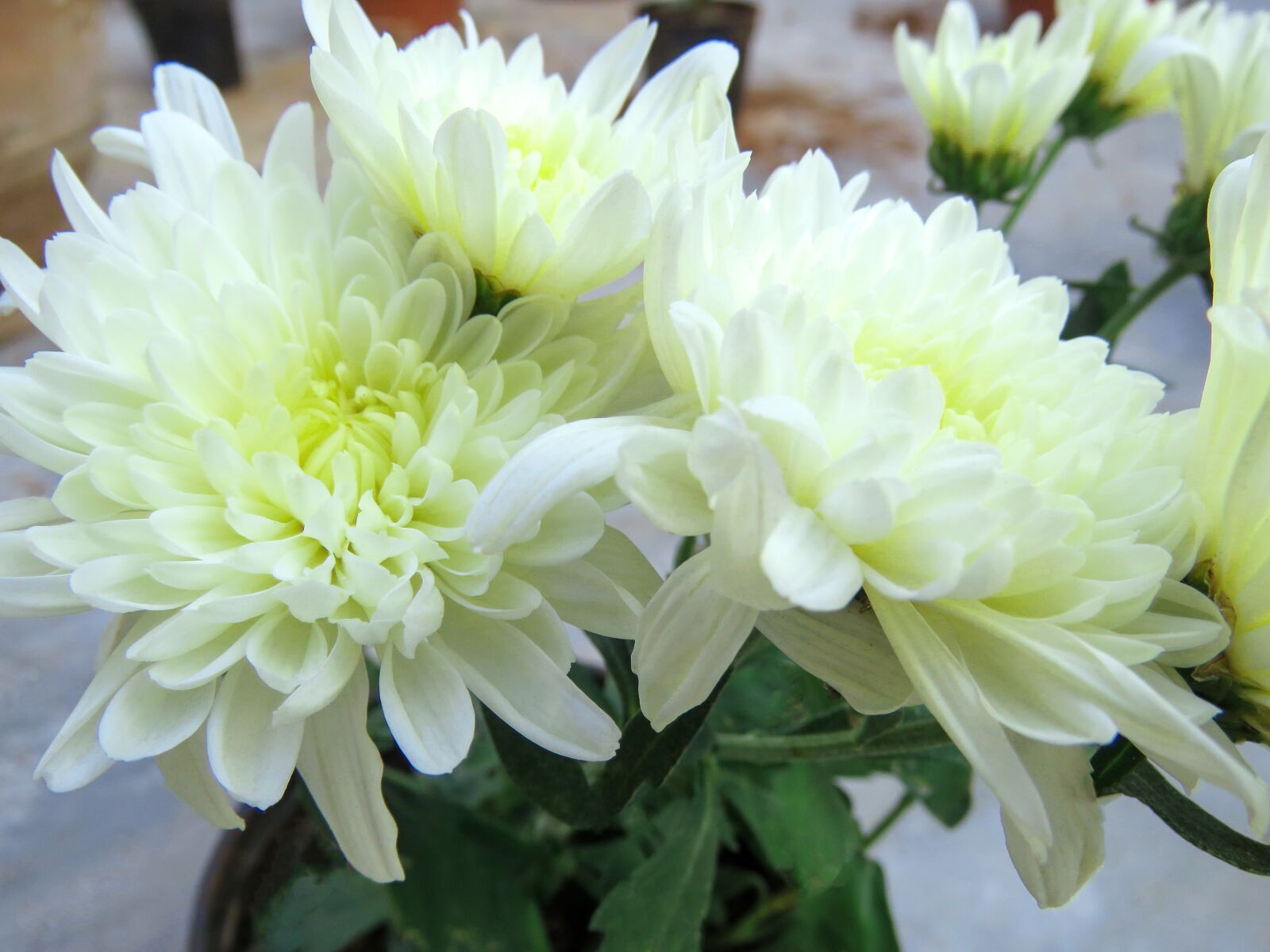 Canon PowerShot SX60 HS sample photo. White flowers, flowers, chamanti photography