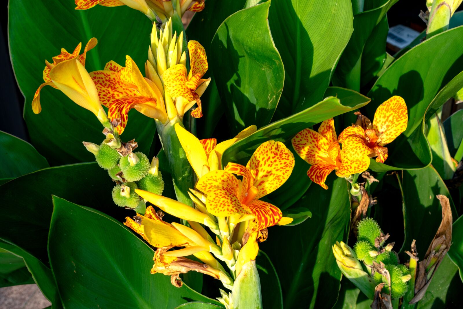 Nikon D3300 sample photo. Yellow, canna, indian flower photography