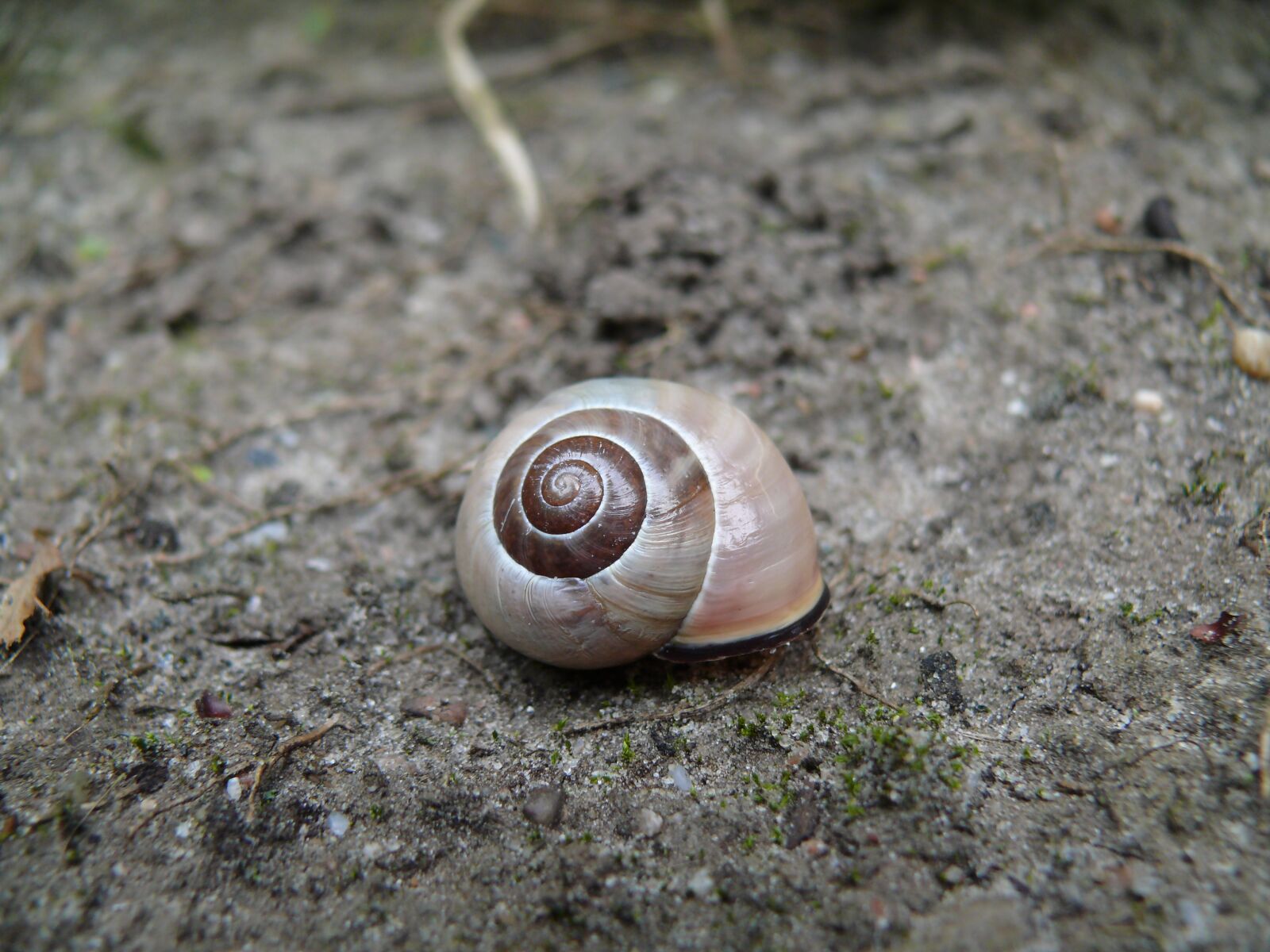 Panasonic DMC-FZ50 sample photo. Snail, brown, cochlea photography