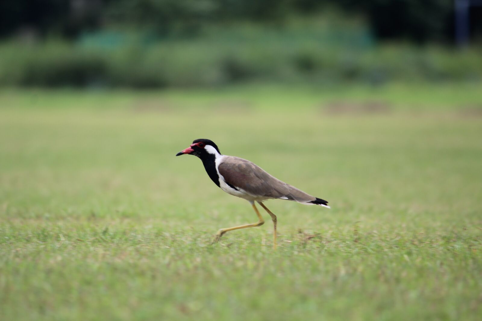 Canon EOS 1200D (EOS Rebel T5 / EOS Kiss X70 / EOS Hi) sample photo. Bird, grass, walking photography