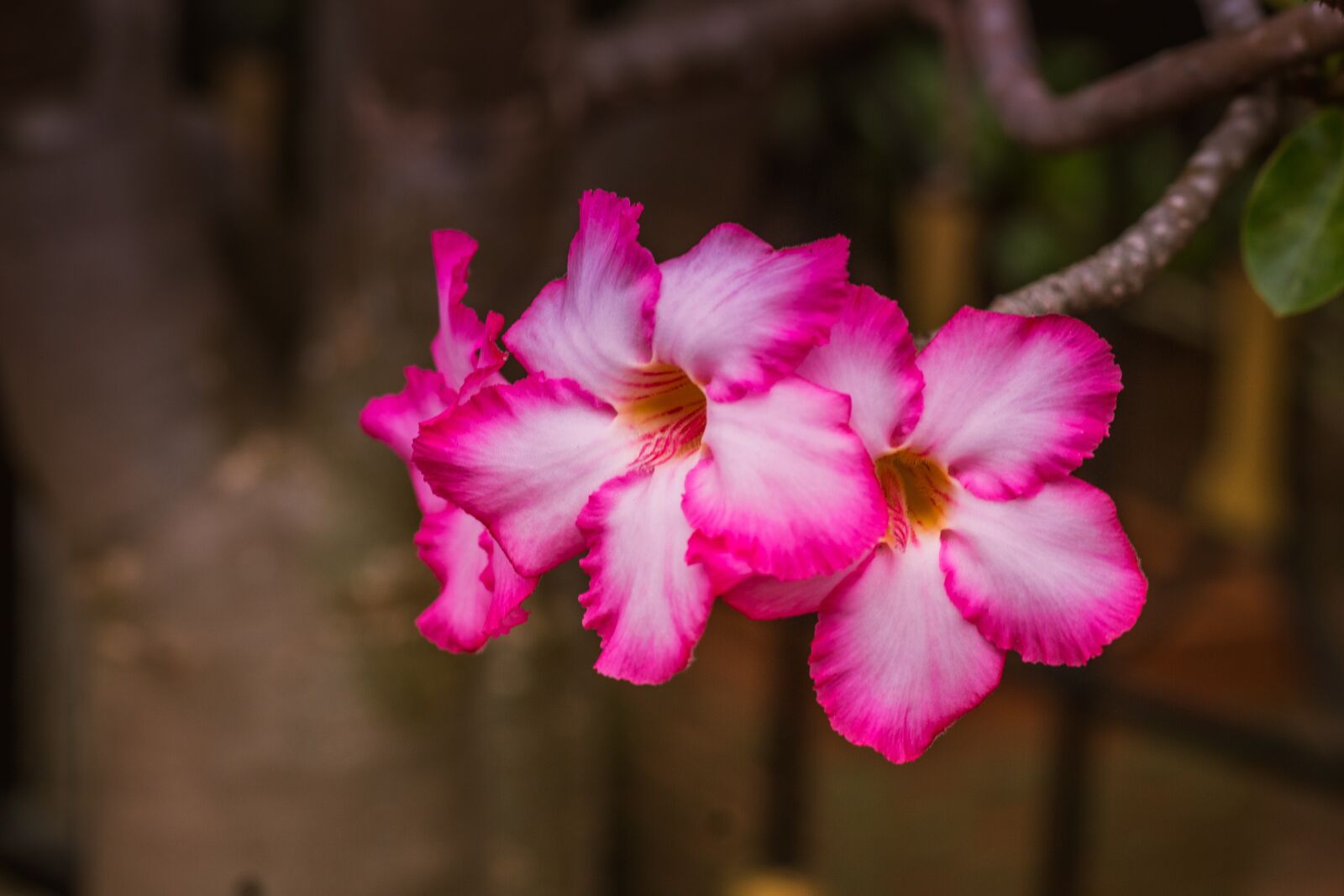 Canon EOS 700D (EOS Rebel T5i / EOS Kiss X7i) + Canon EF 50mm F1.8 STM sample photo. Invited to visit, flowers photography