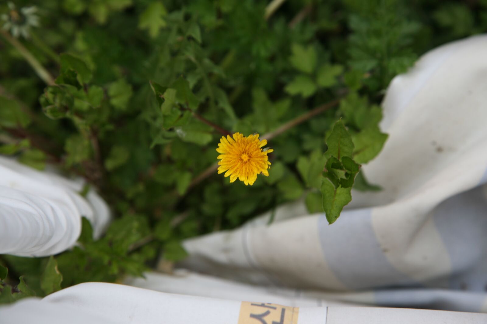 Canon EOS 5D sample photo. Flower, wild, plant photography