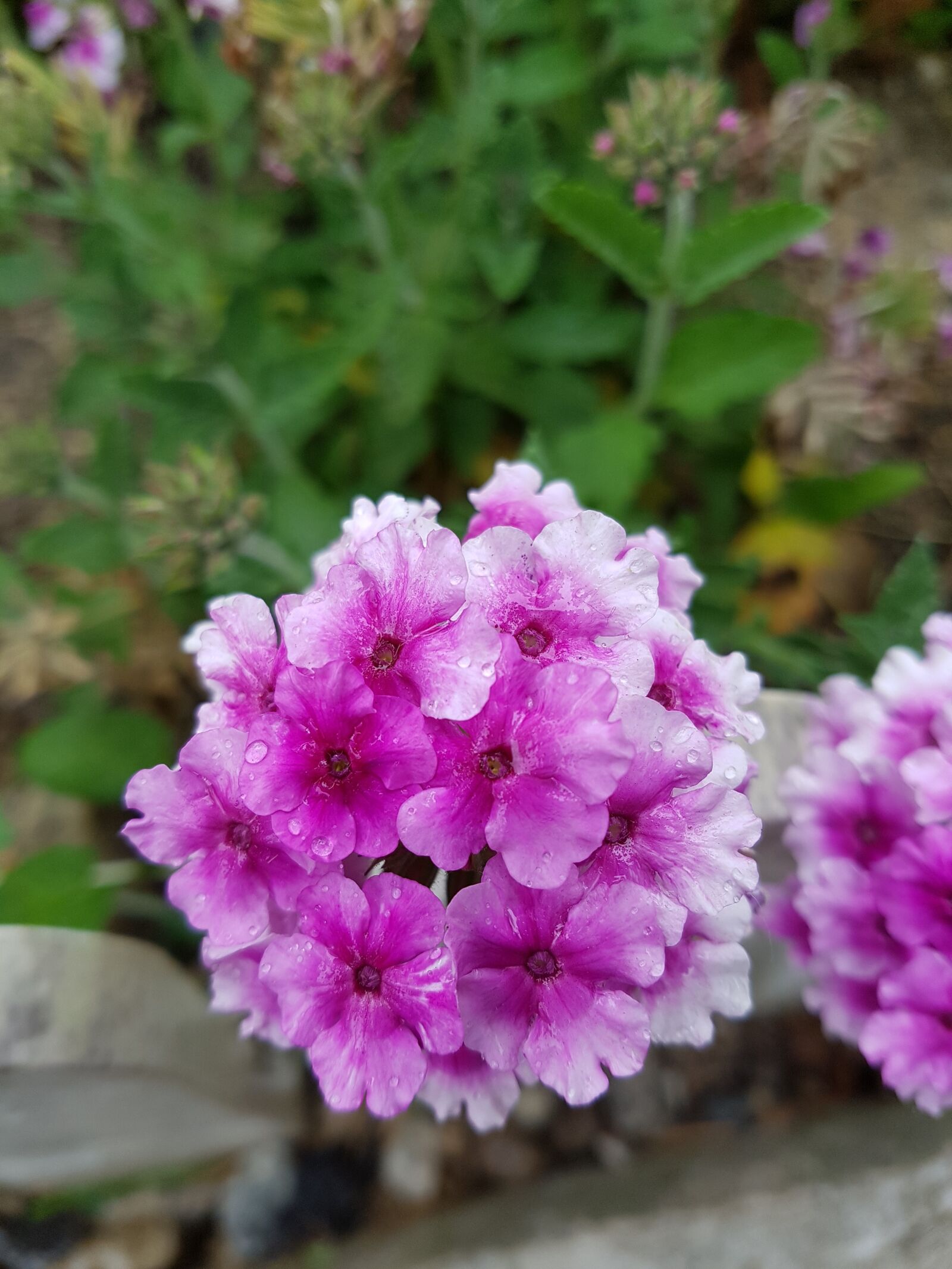 Samsung Galaxy S7 Edge sample photo. Flowers, wildflower, blossom photography