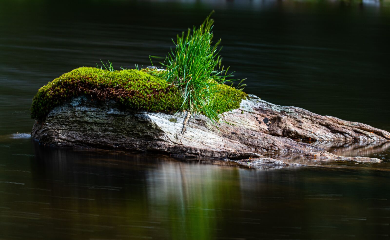 Canon EOS 80D sample photo. Water, rock, plant photography