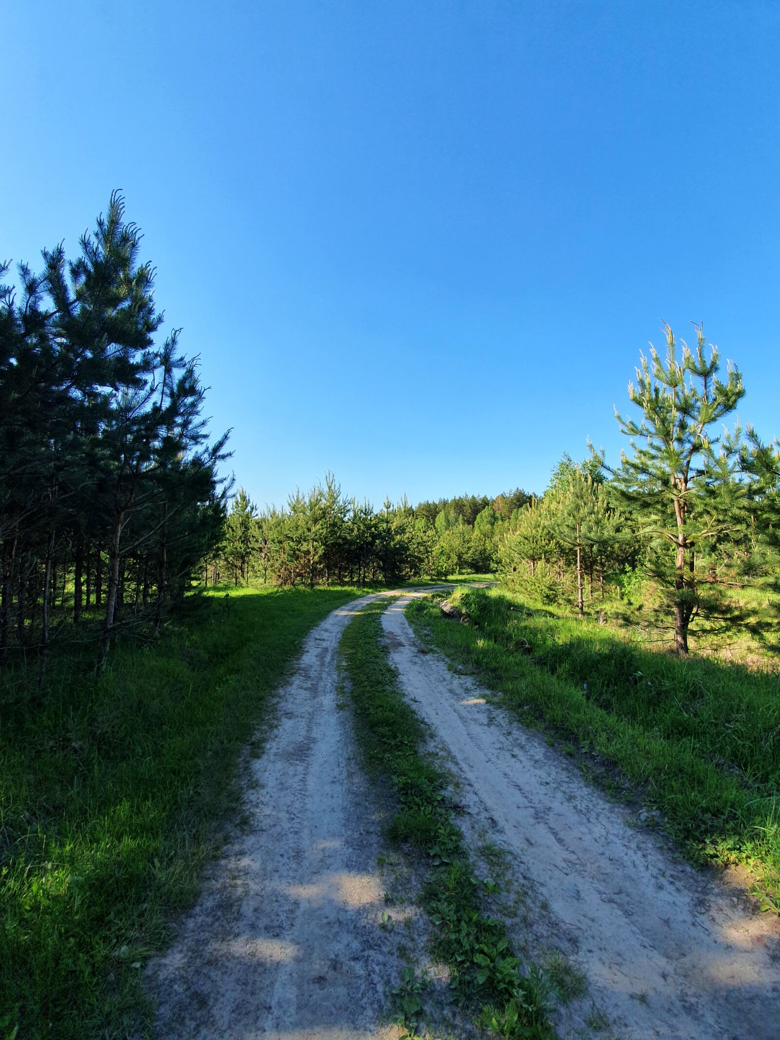 Samsung Galaxy S10 sample photo. Road, field, forest photography