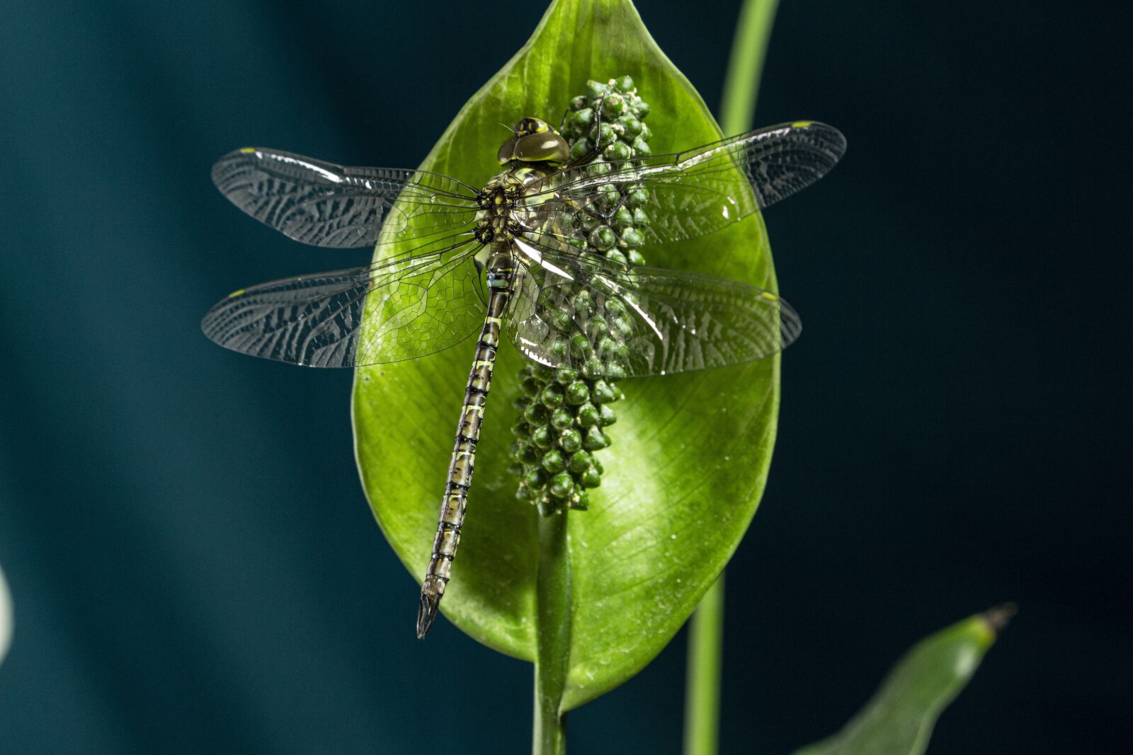 Canon EOS 700D (EOS Rebel T5i / EOS Kiss X7i) sample photo. Anisoptera, paleópteros, odonata photography