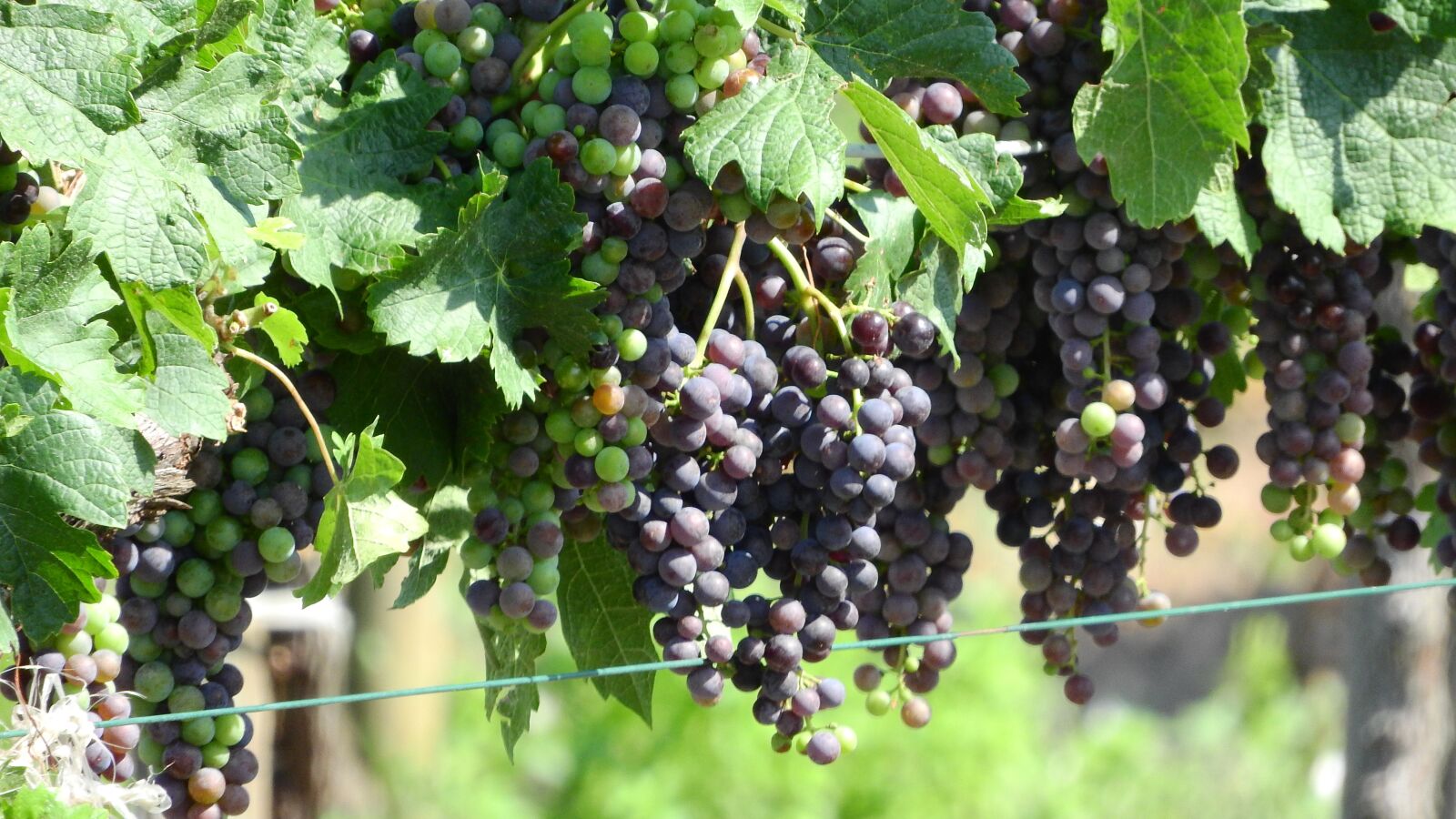 Nikon Coolpix P610 sample photo. Vineyard, grapevine, viticulture photography