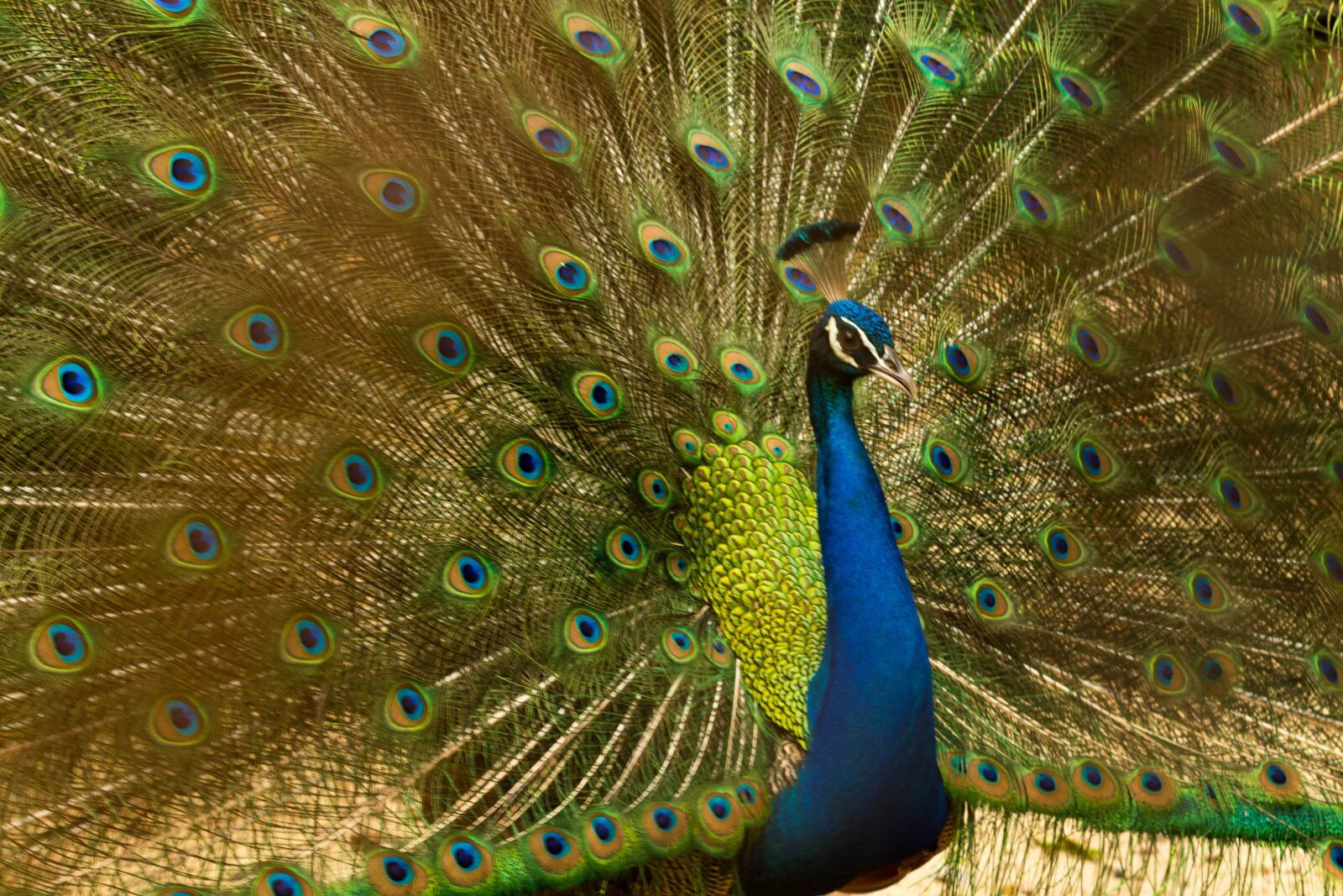 Canon EOS 700D (EOS Rebel T5i / EOS Kiss X7i) sample photo. Peacock, bird, nature photography