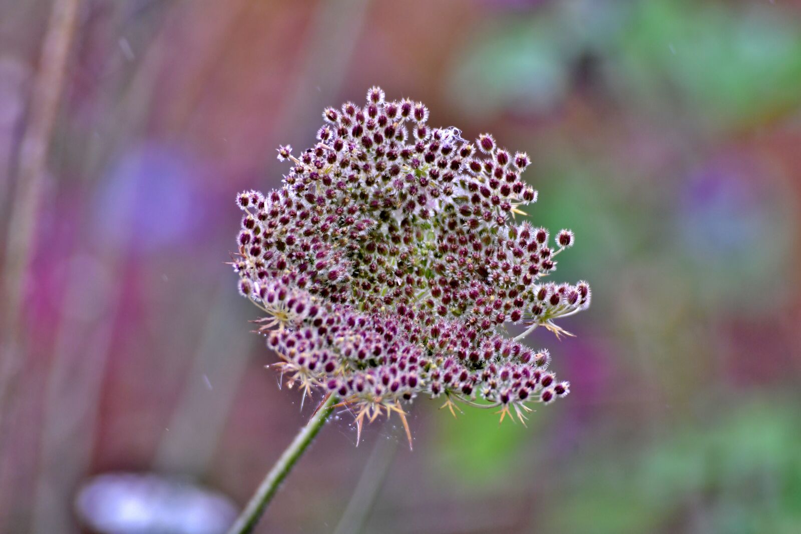 Nikon D500 sample photo. Screen flower, nature, bokeh photography