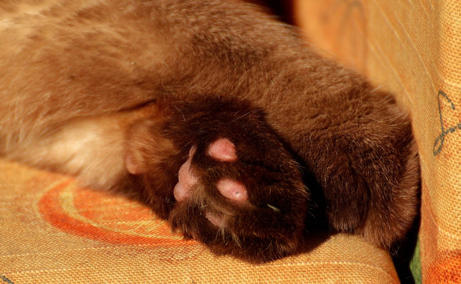 Nikon D3200 sample photo. British shorthair, paws, rest photography