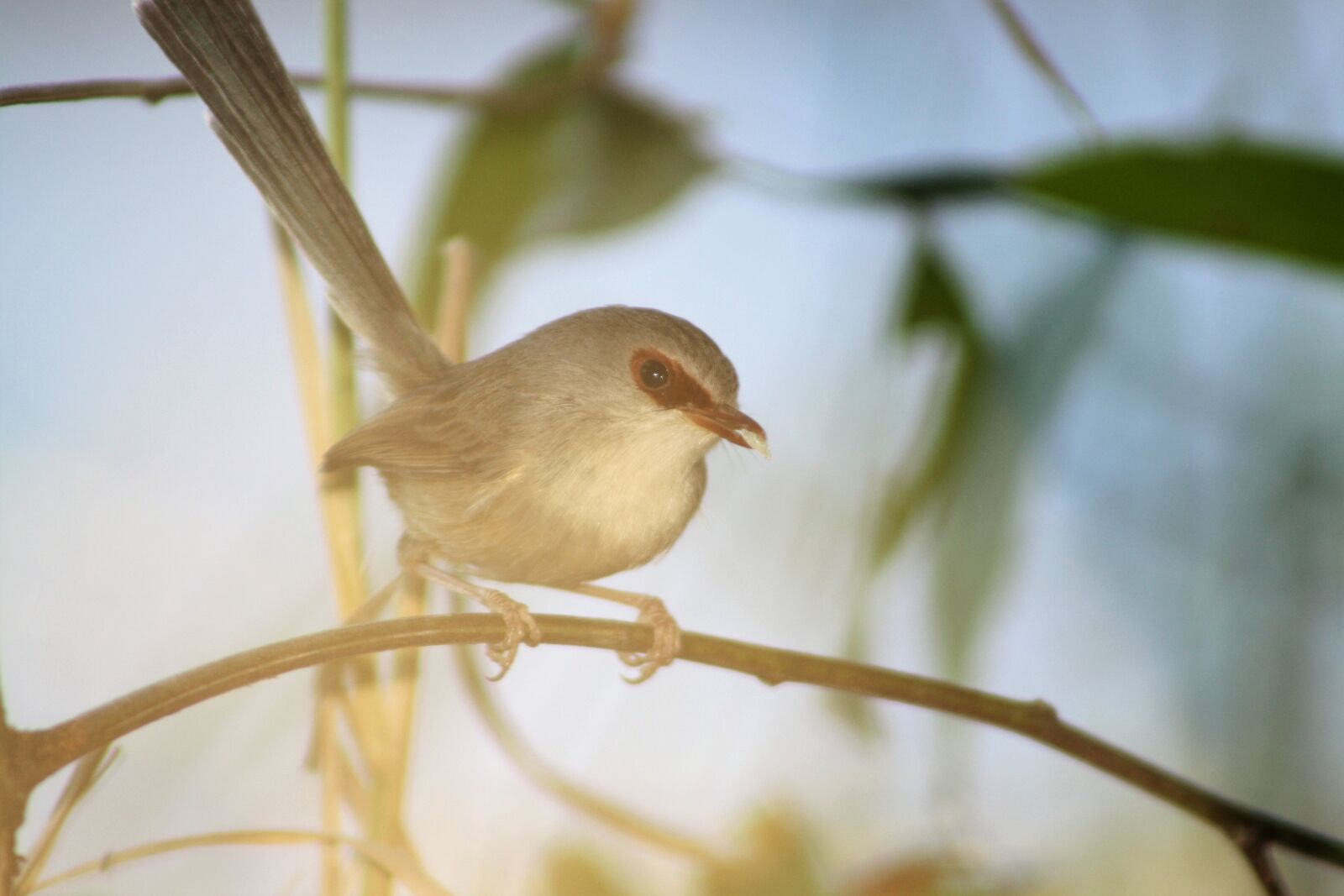 Canon EOS 1000D (EOS Digital Rebel XS / EOS Kiss F) sample photo. Fairy wren, bird, female photography