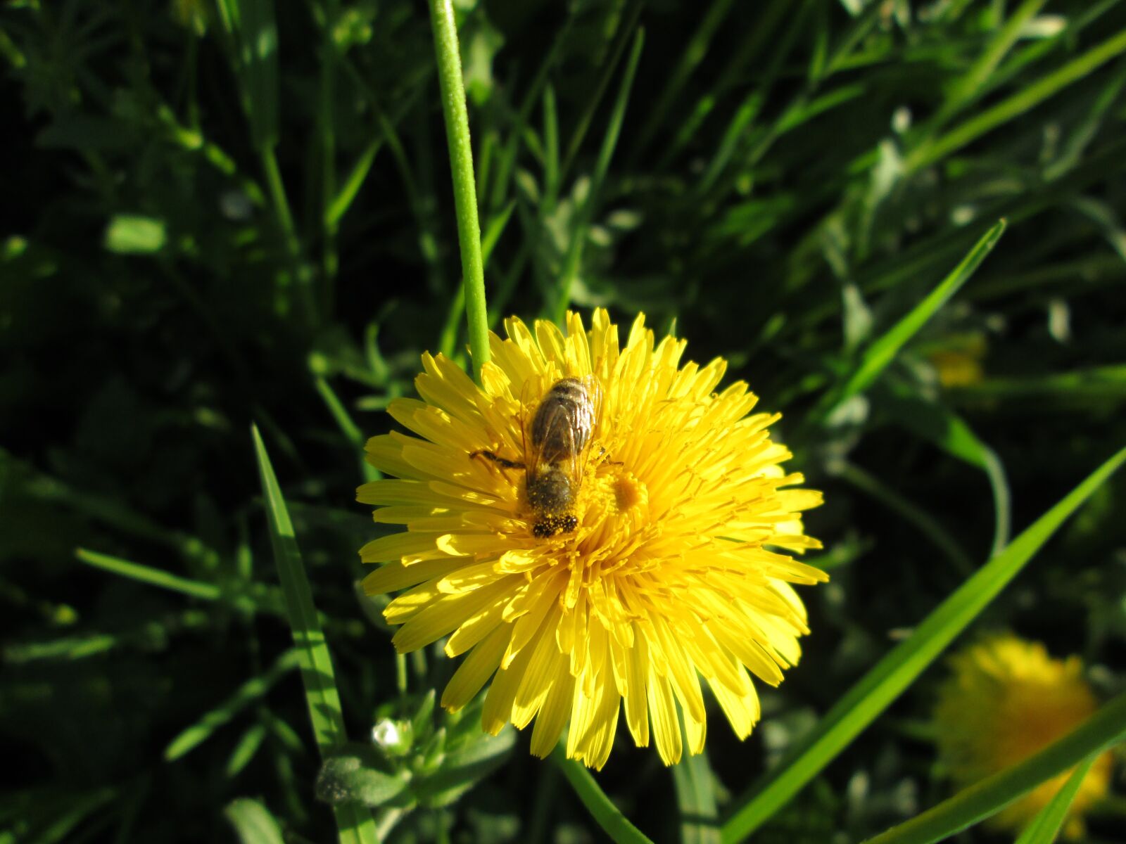 Canon PowerShot A810 sample photo. Bee, dandelion, yellow photography
