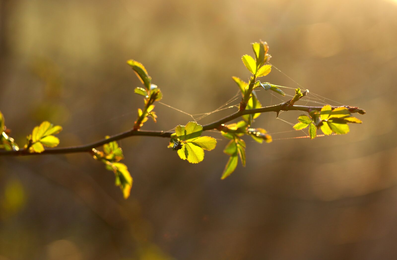 Canon EF-S 60mm F2.8 Macro USM sample photo. Casey, leaves, green photography