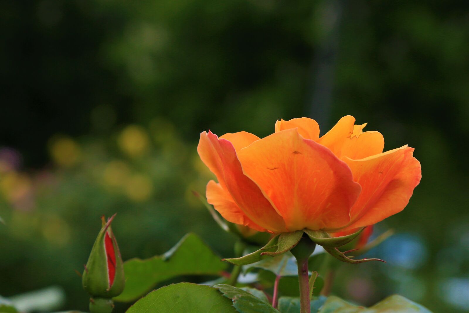 Canon EF 24-105mm F4L IS USM sample photo. Rose, flower, spring photography