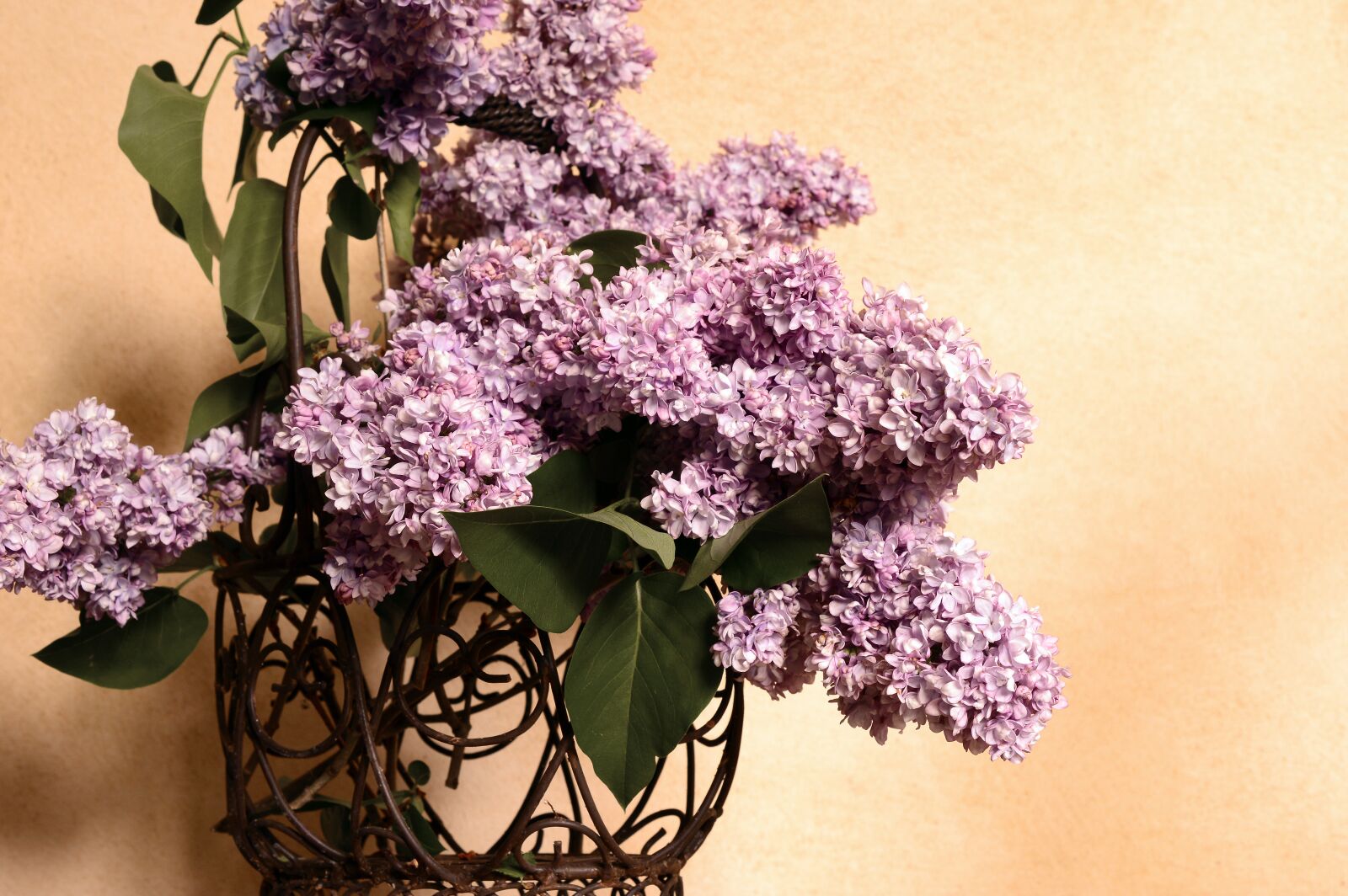 Nikon D3200 sample photo. Lilac, lilac bouquet, bouquet photography