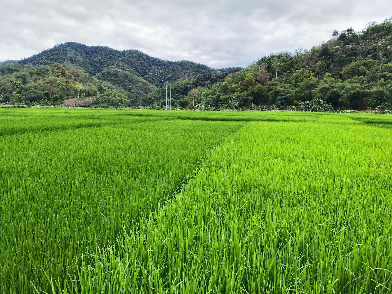 Apple iPhone 11 Pro Max sample photo. Rice paddy fields, rice photography