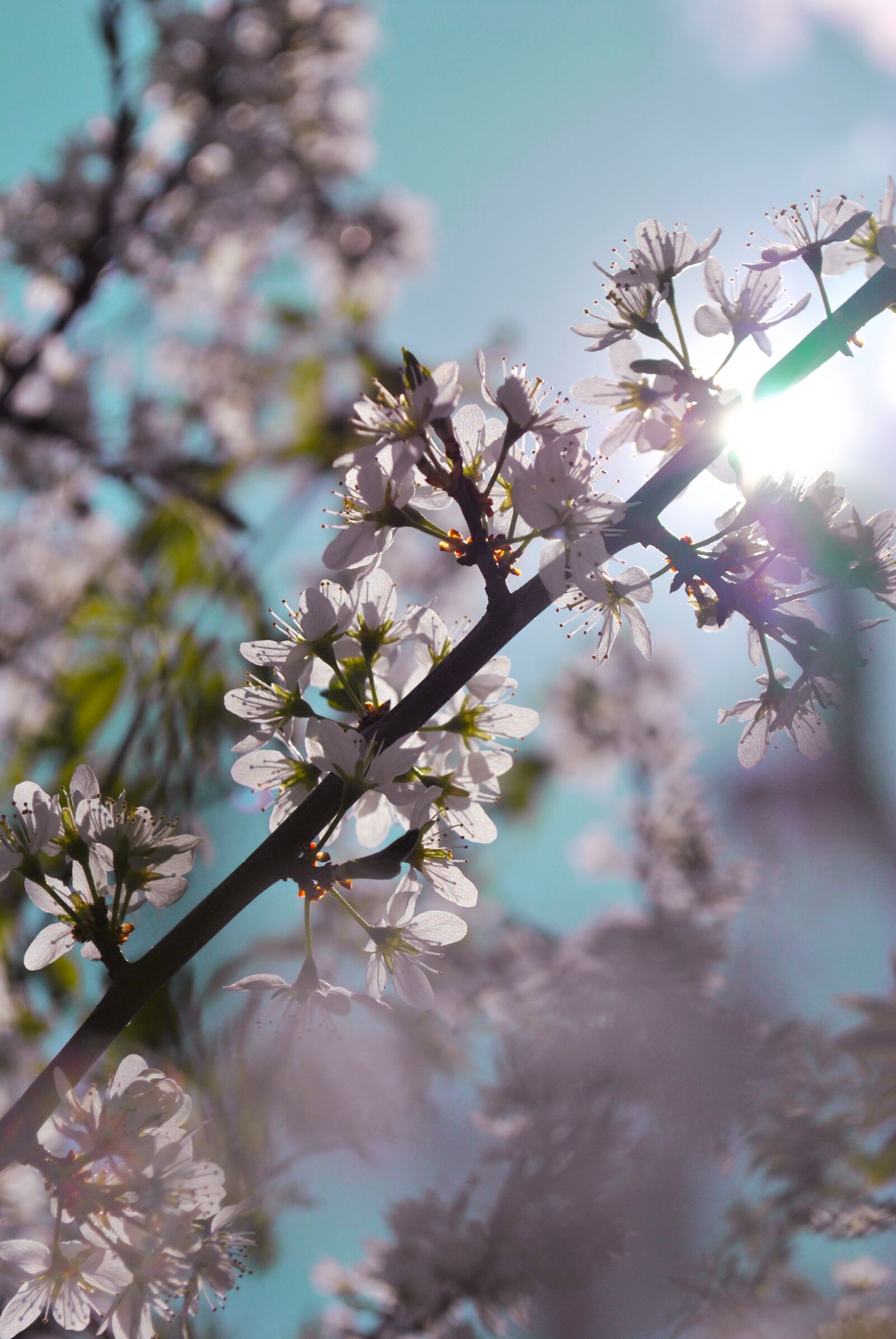 Nikon D3000 sample photo. Acacia, flower, spring photography