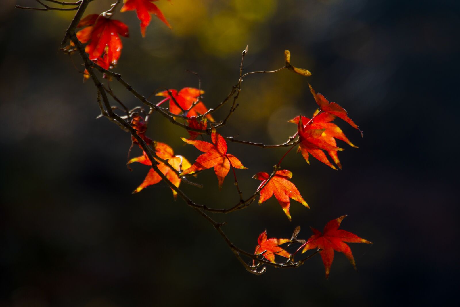 Canon EOS 70D sample photo. Autumn leaves, autumn, leaves photography