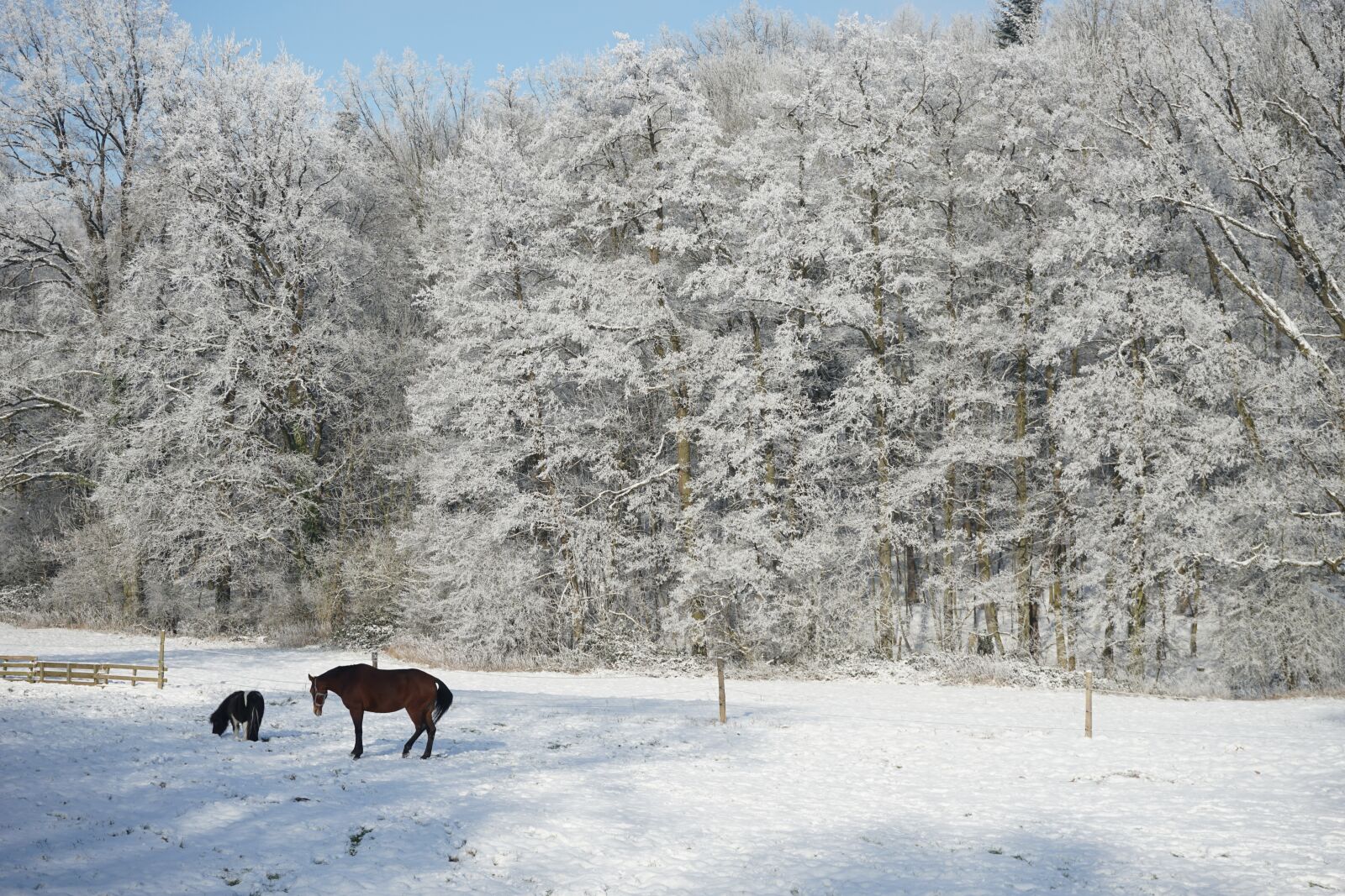 Sony a7 II + Sony FE 28-70mm F3.5-5.6 OSS sample photo. Horn-bad meinberg, wilberg, horses photography